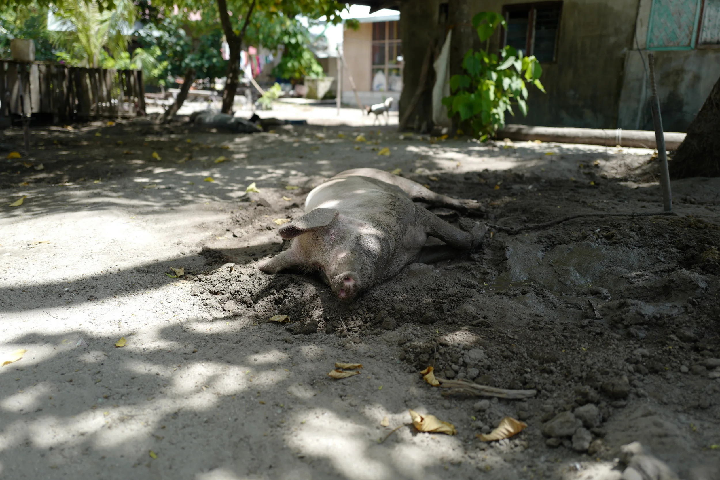  Some of the town's pigs, trying to cool off in the mud. 