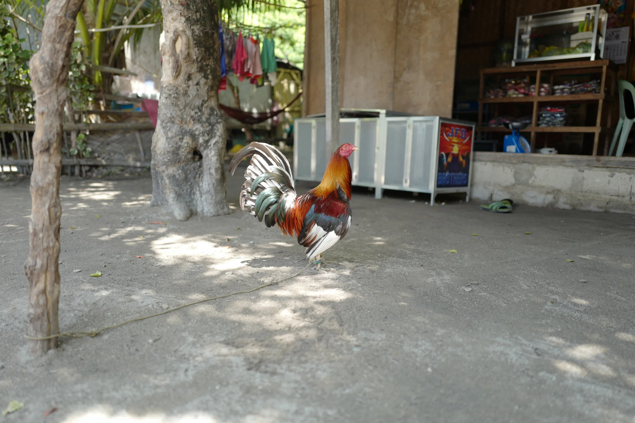  One of the roosters bred for cockfighting. 