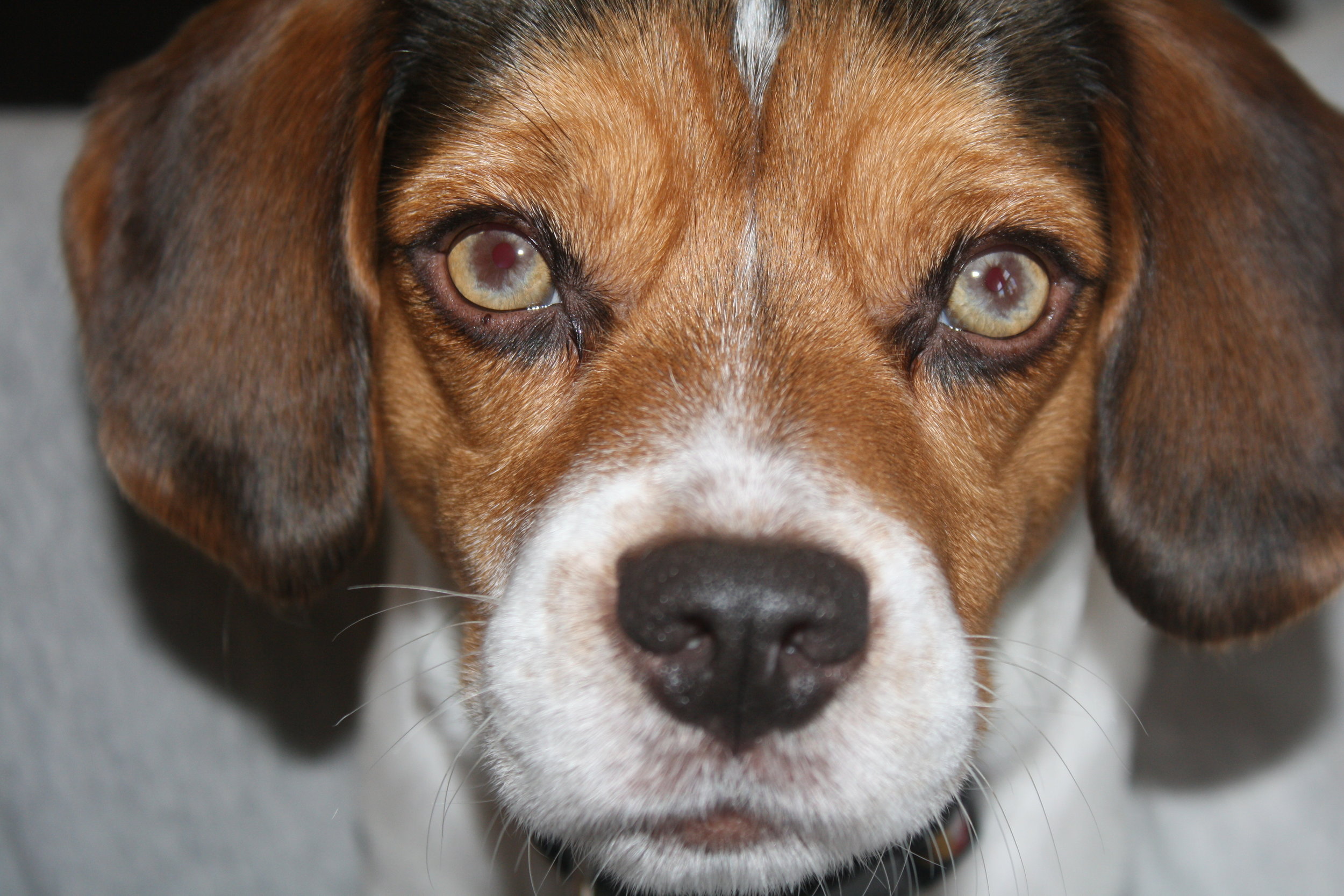 Max