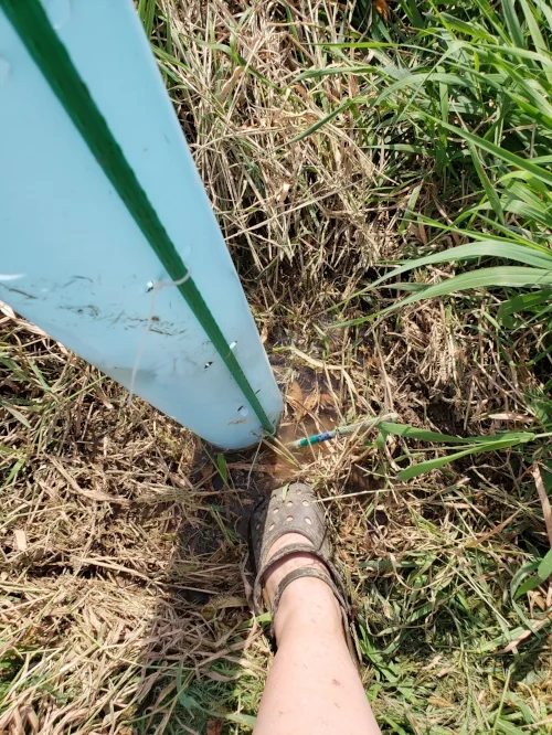 My foot in the wetland as we tended to our trees (Don’t judge me for my crocs).
