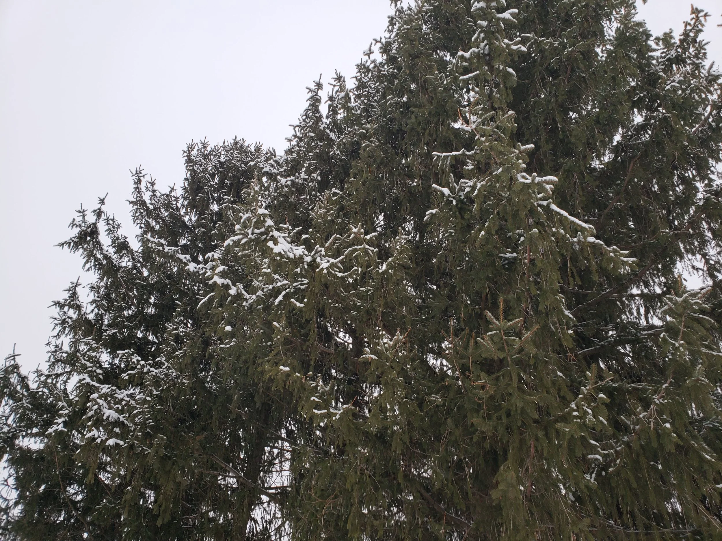 Pine trees in the snow. Future sunset garden?