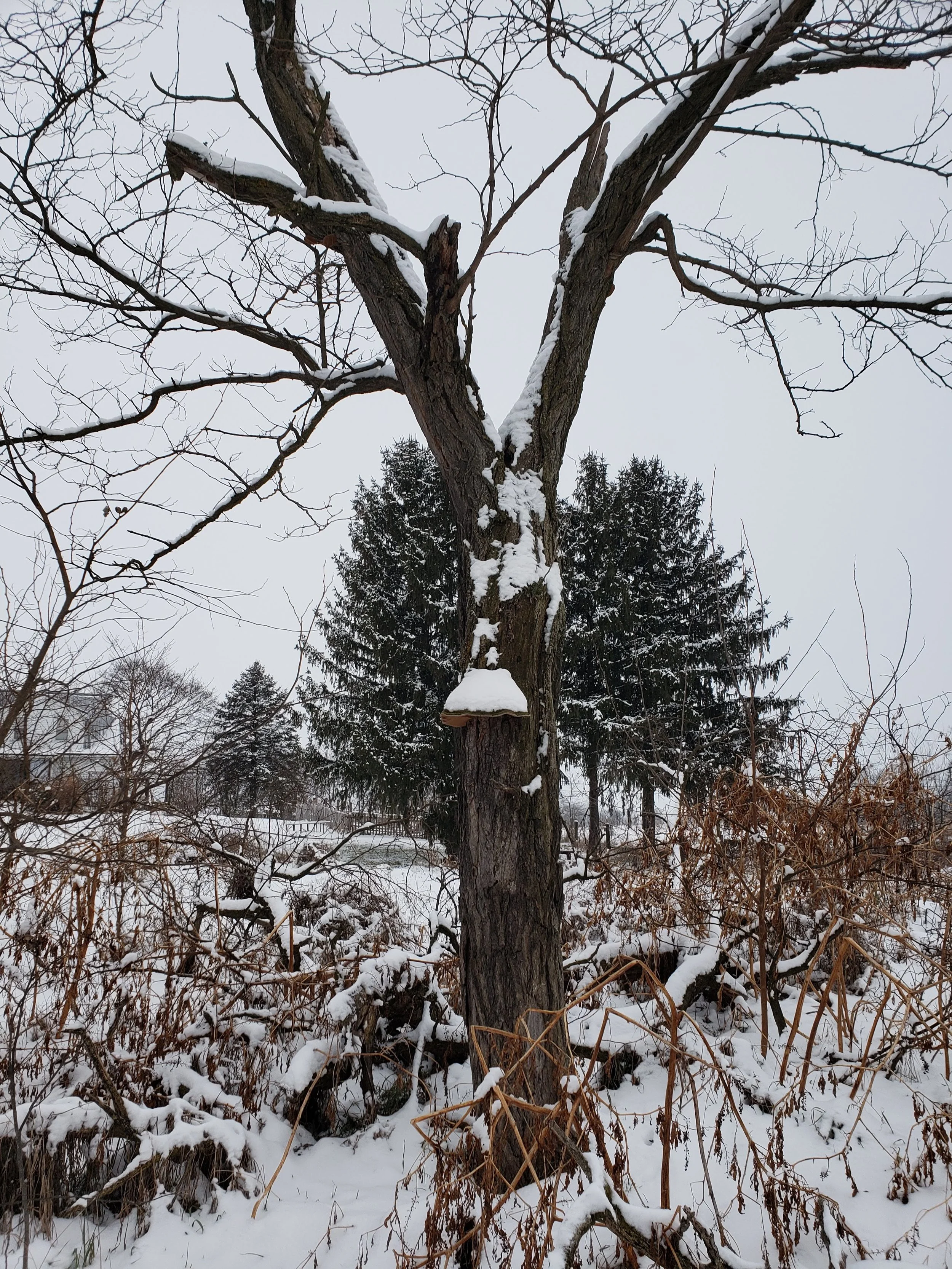 Winter tree monster.