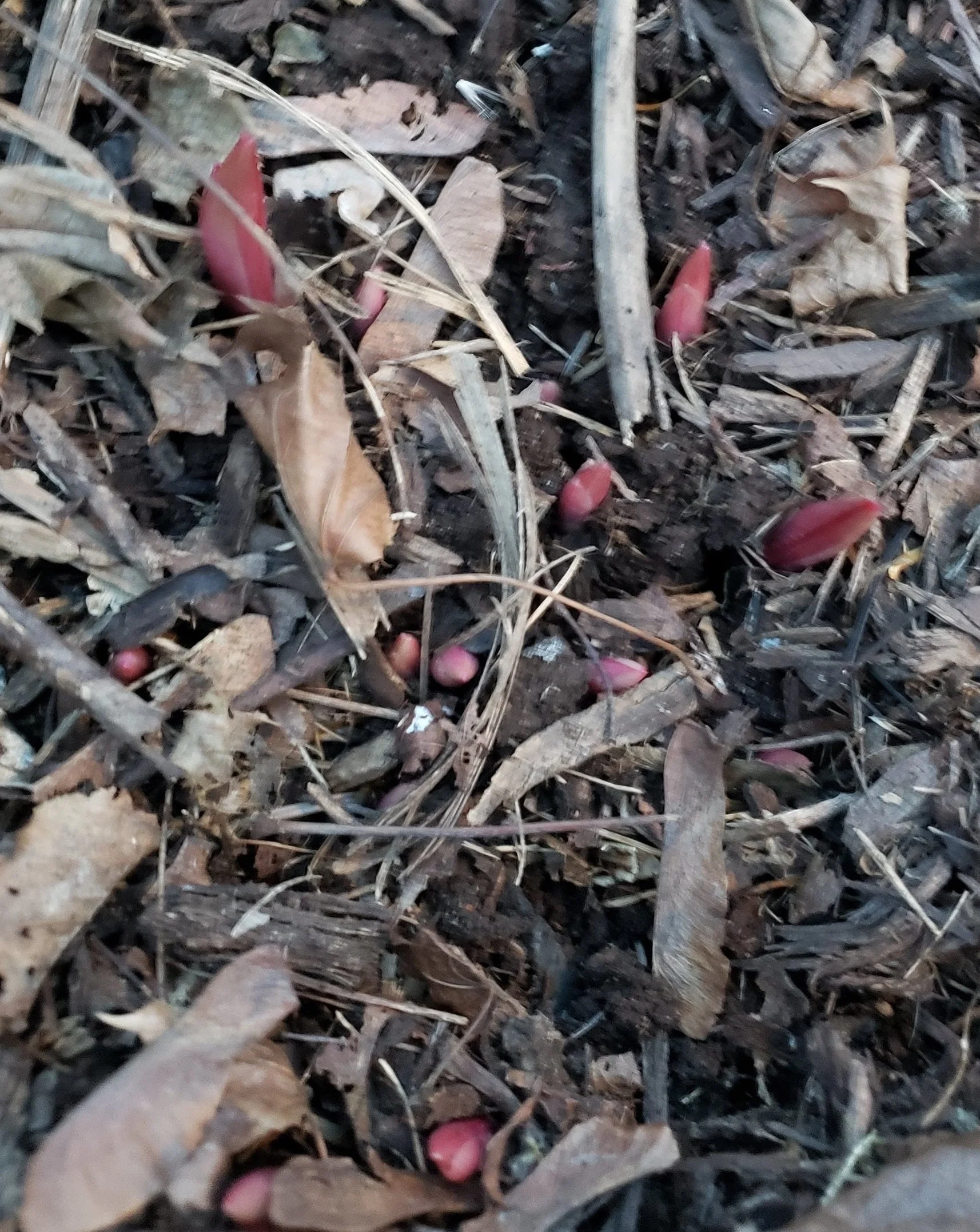 My most prized plant popping up. Peonies from my Grandmother’s house.