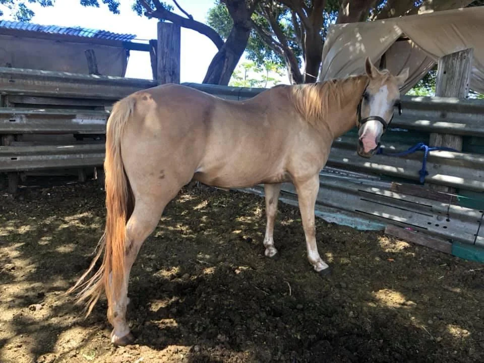 Sugar she is a beautiful mare with a tiny bit of bling to her she loves wearing the fanciest halter! Ad she is sweet on Shadow boy too!