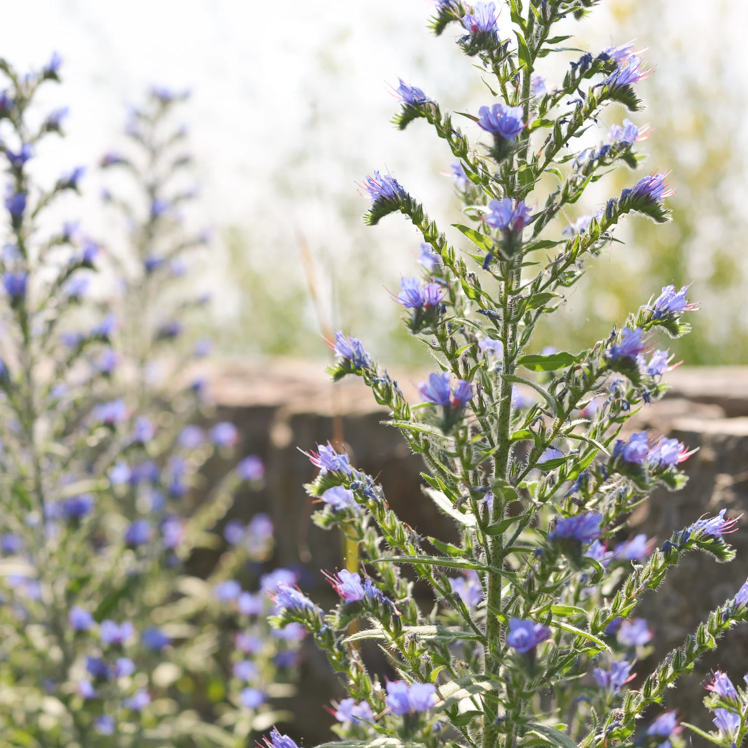 Scripture Memory Cards for You