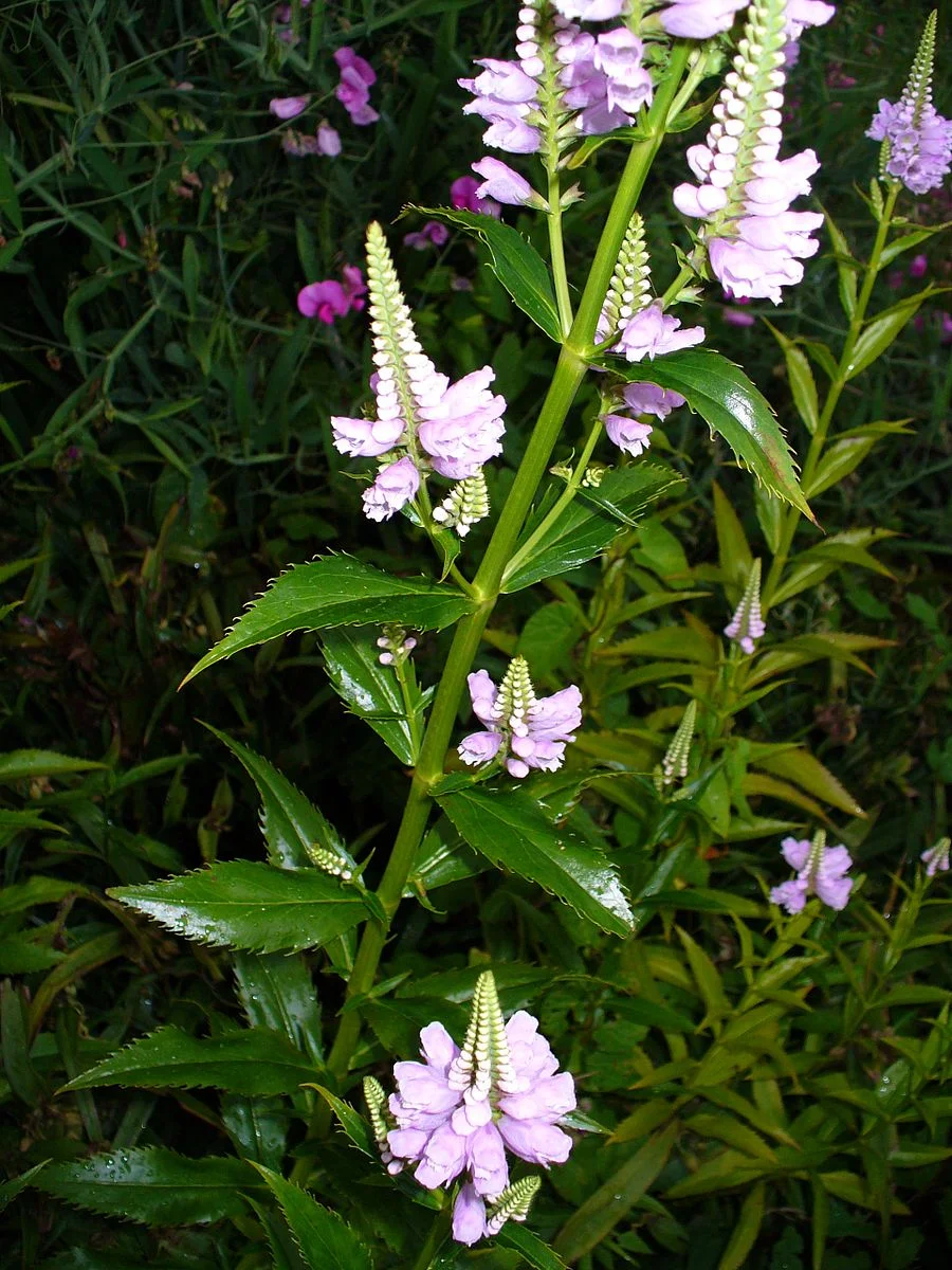 Physostegia_virginiana,_Hamburg,_Germany.jpg