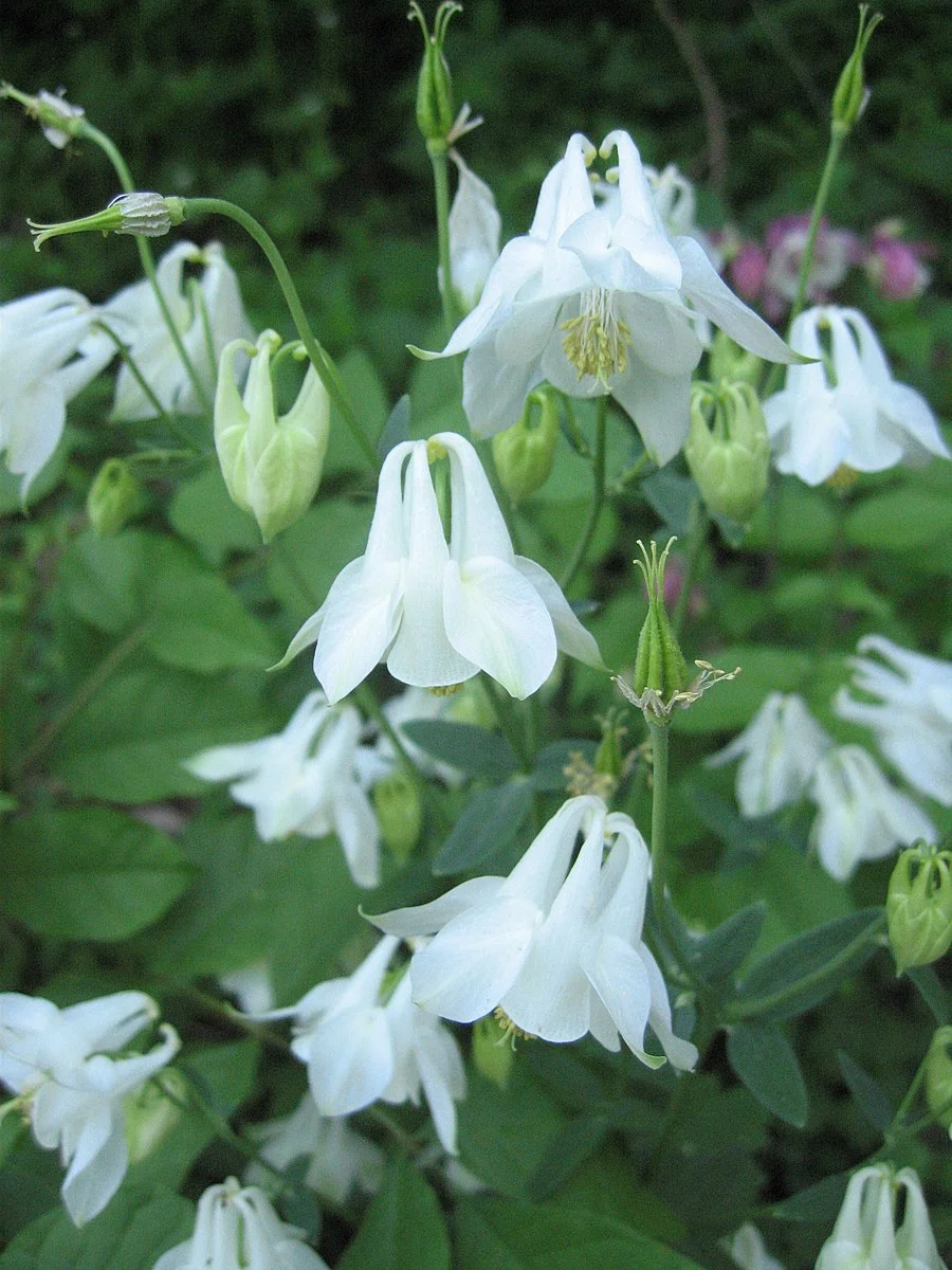 Columbine_(499647346).jpg