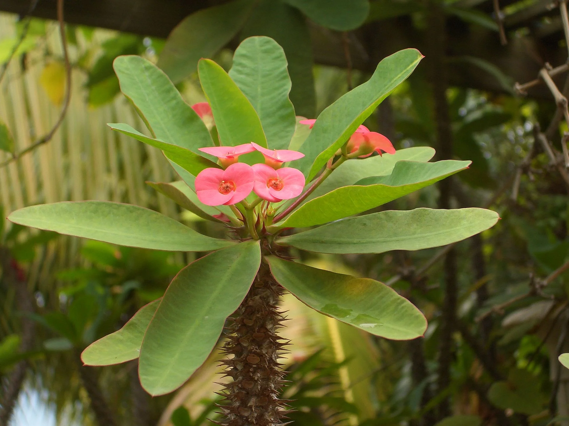 Euphorbia_milii_var._splendens,_flower.jpg