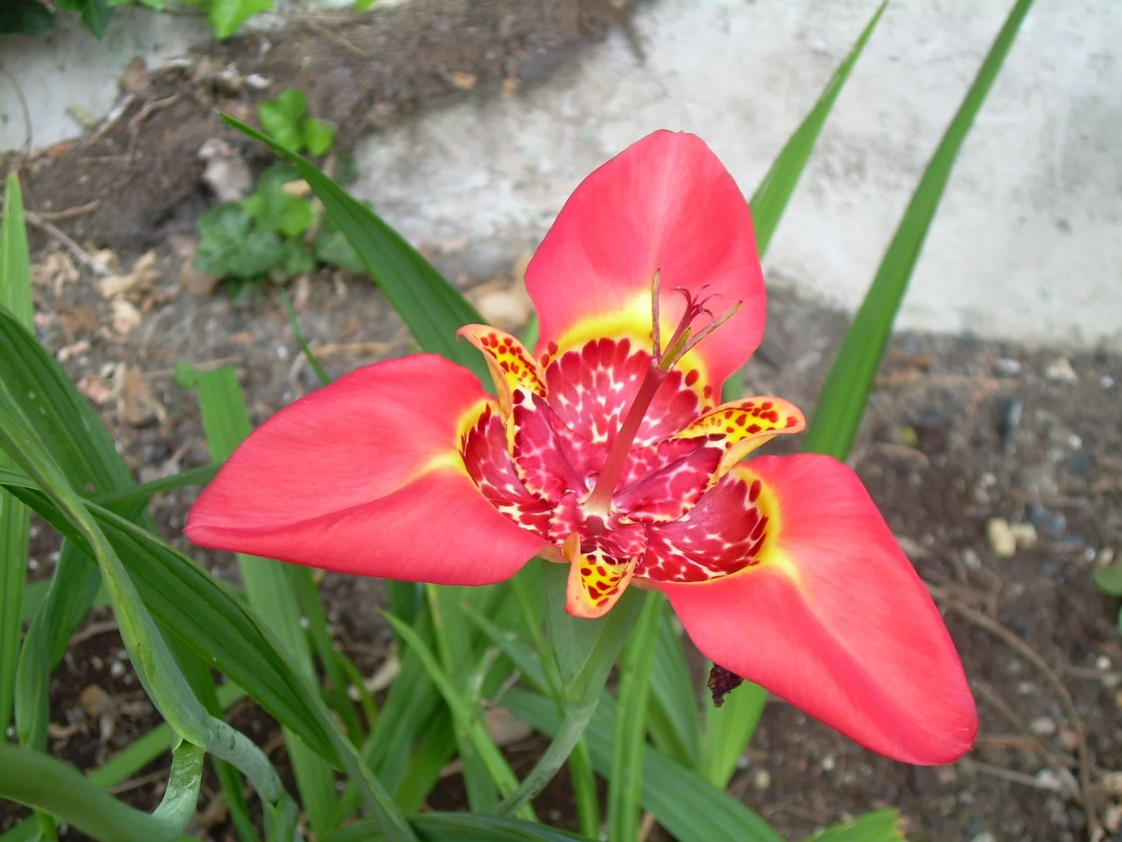 Tigridia_pavonia.jpg