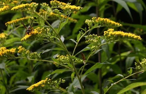 Solidago_Goldenrod.jpg