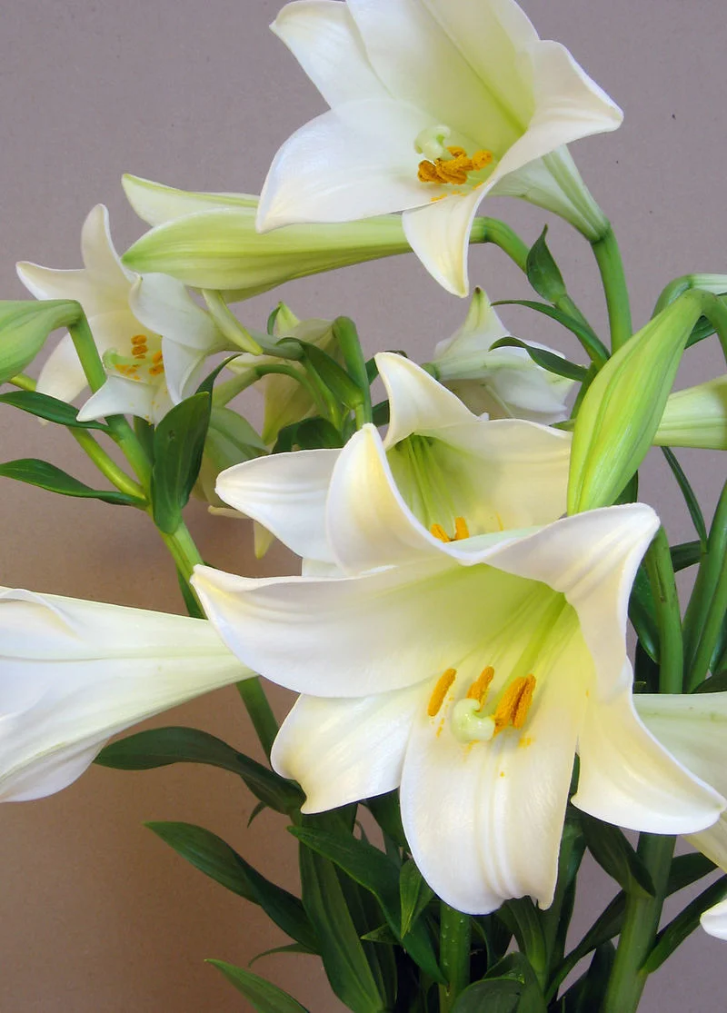 800px-Lilium_longiflorum.jpg