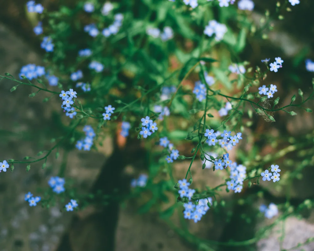 DSC_0300.jpeg
