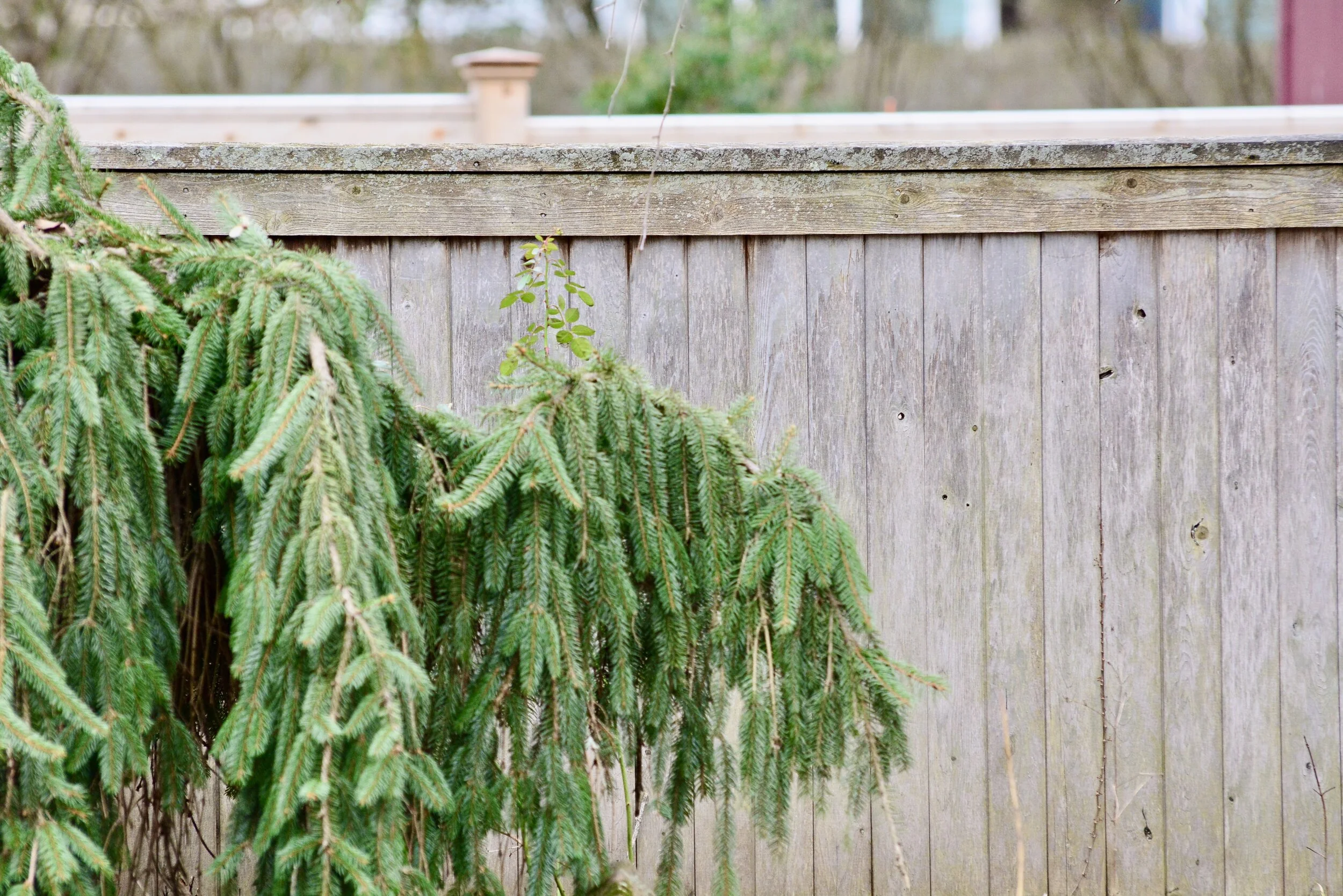 February 2nd: Candlemas