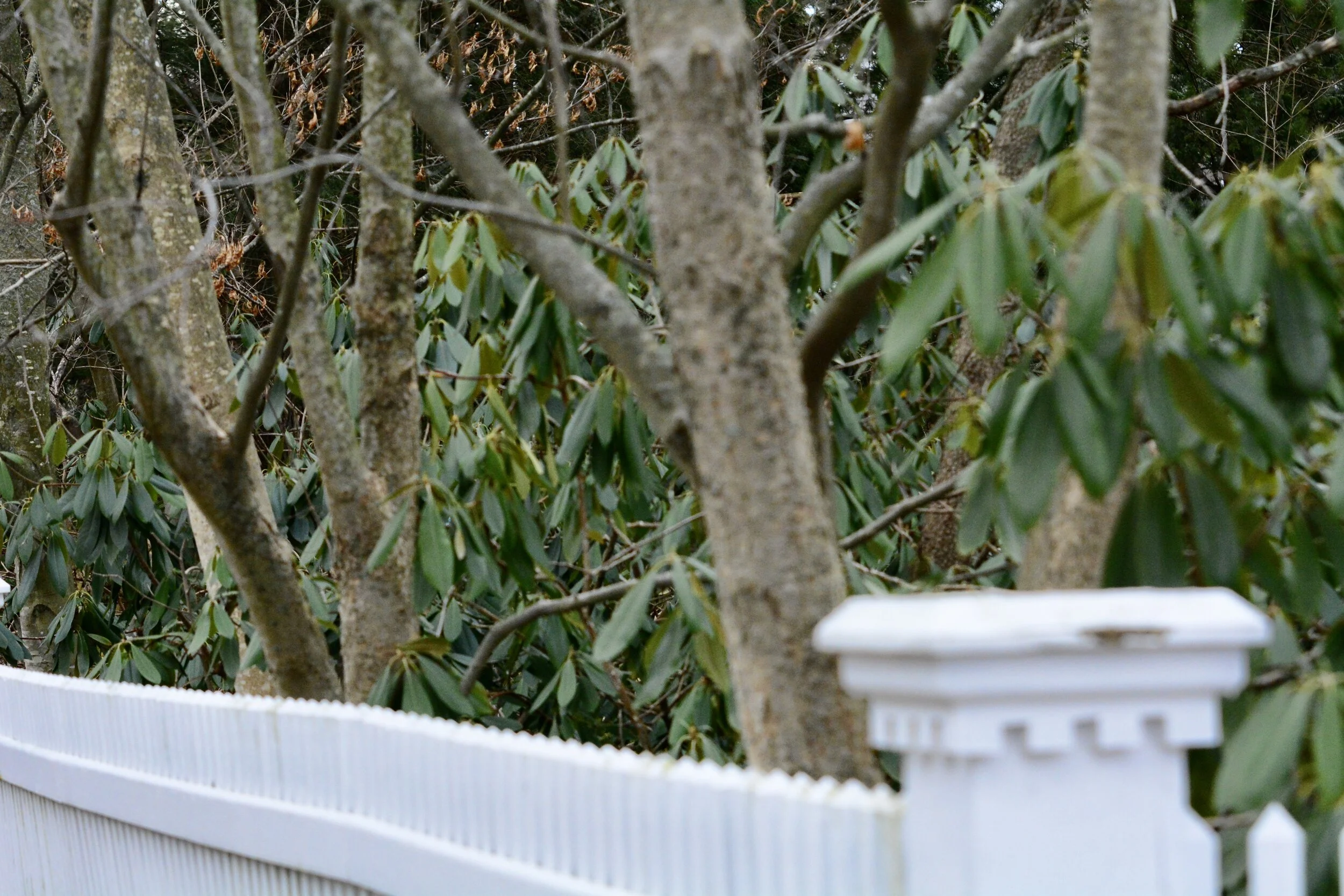 Solemnity of the Annunciation