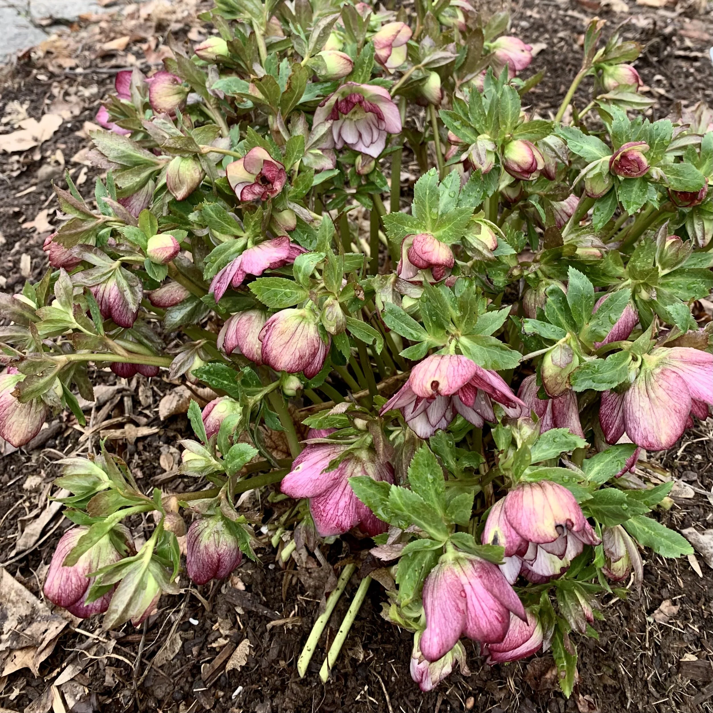 The Fifth Friday in Lent 