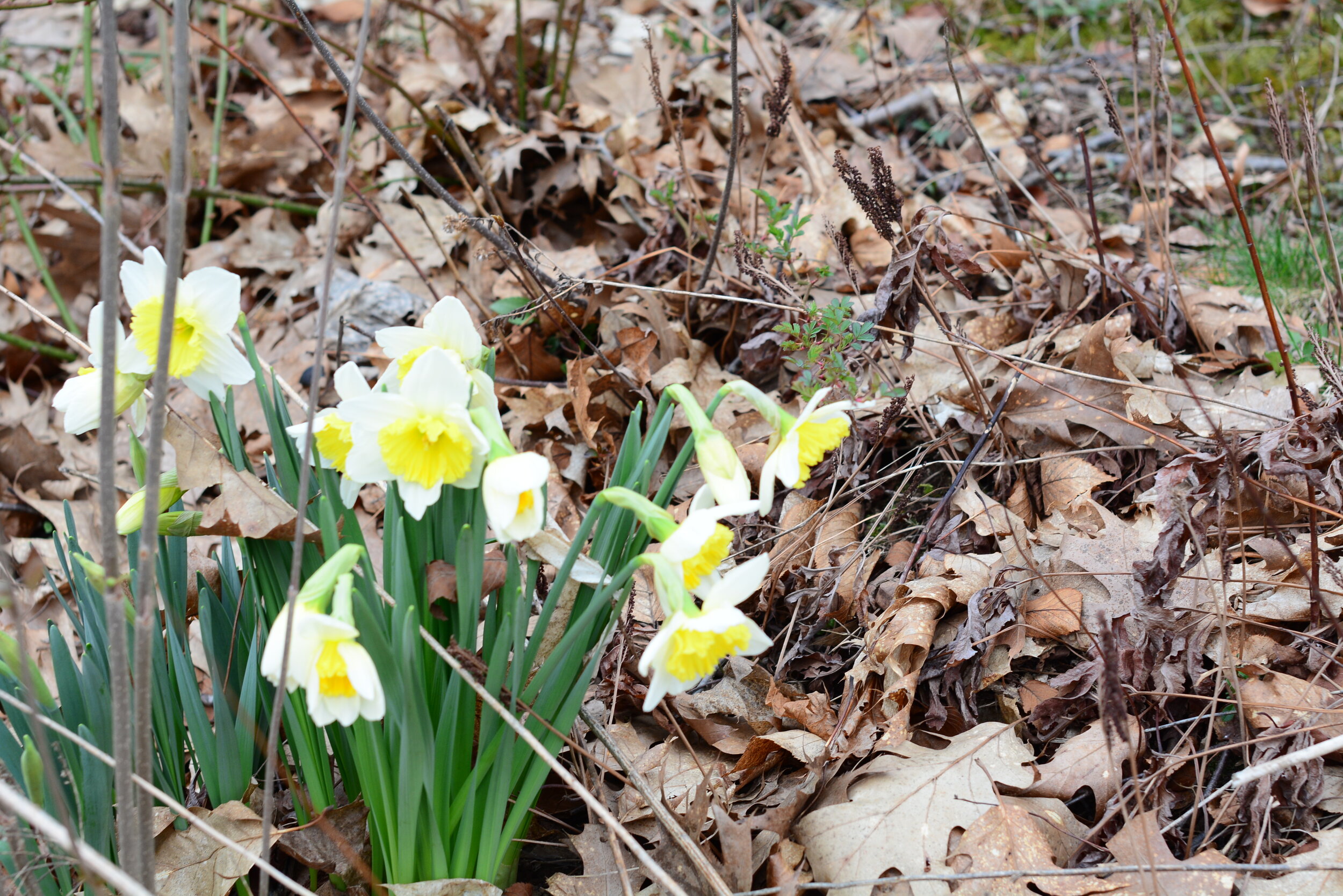 Feast of Saints Philip and James, Apostles