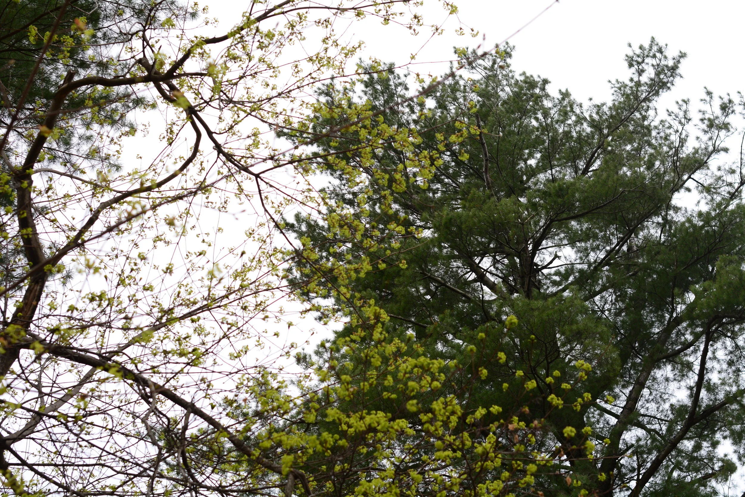 Wednesday of the Fifth Week of Easter