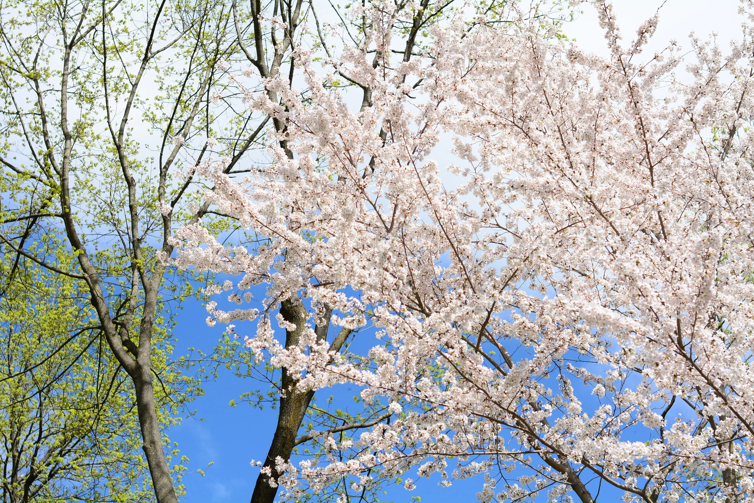 Monday of the Sixth Week of Easter