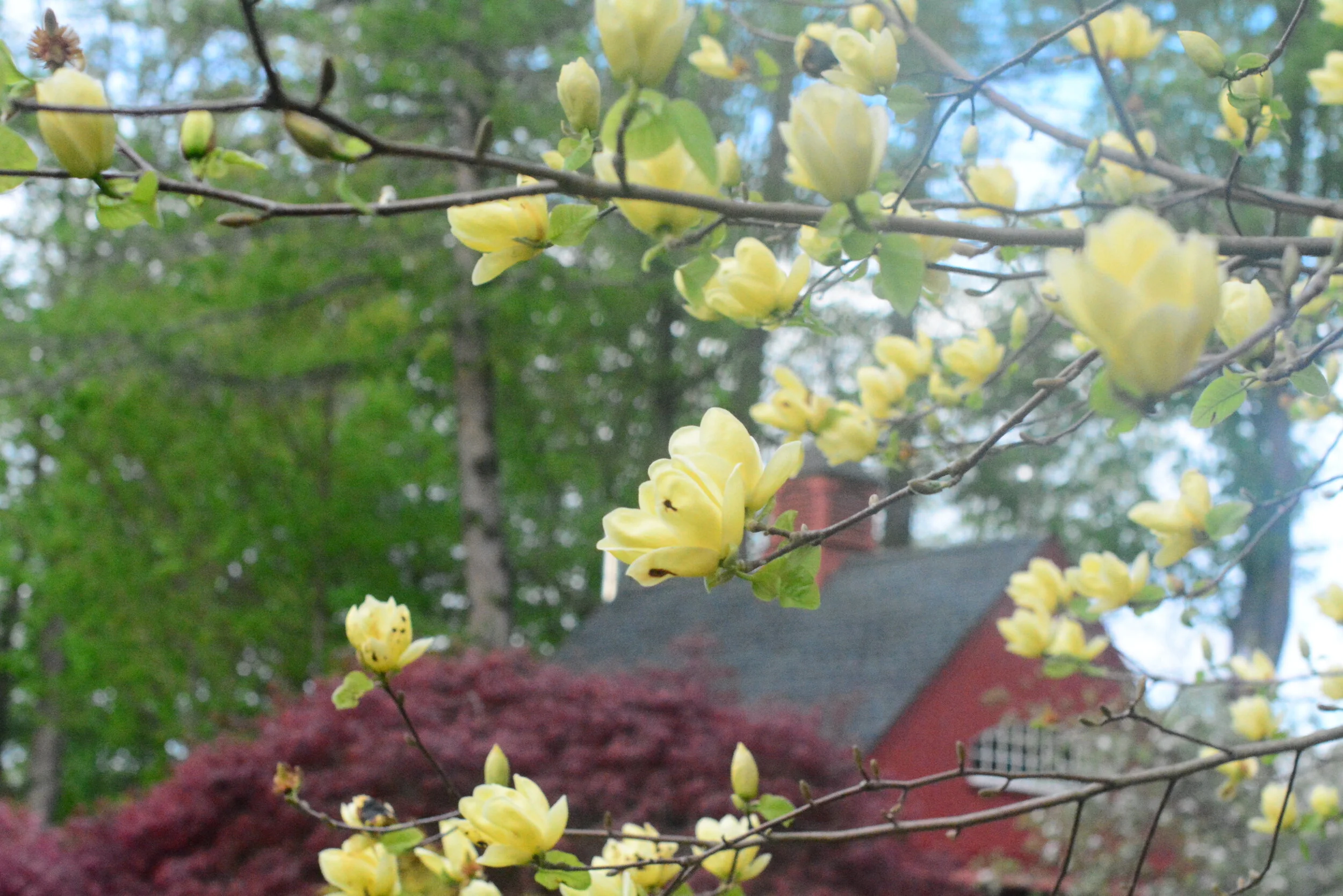 Memorial of Saint Justin the Martyr