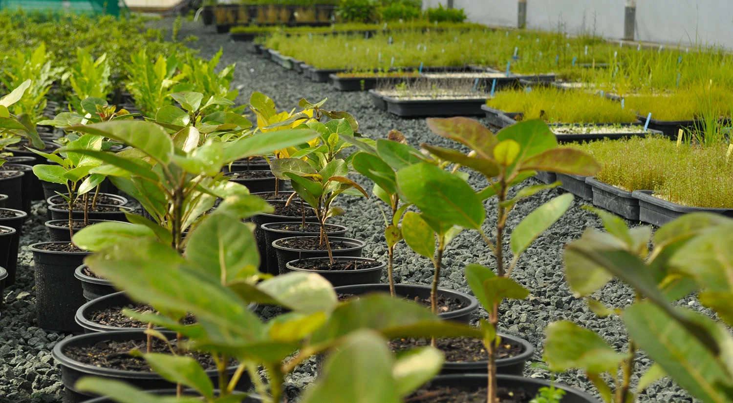 Planting & Restoration