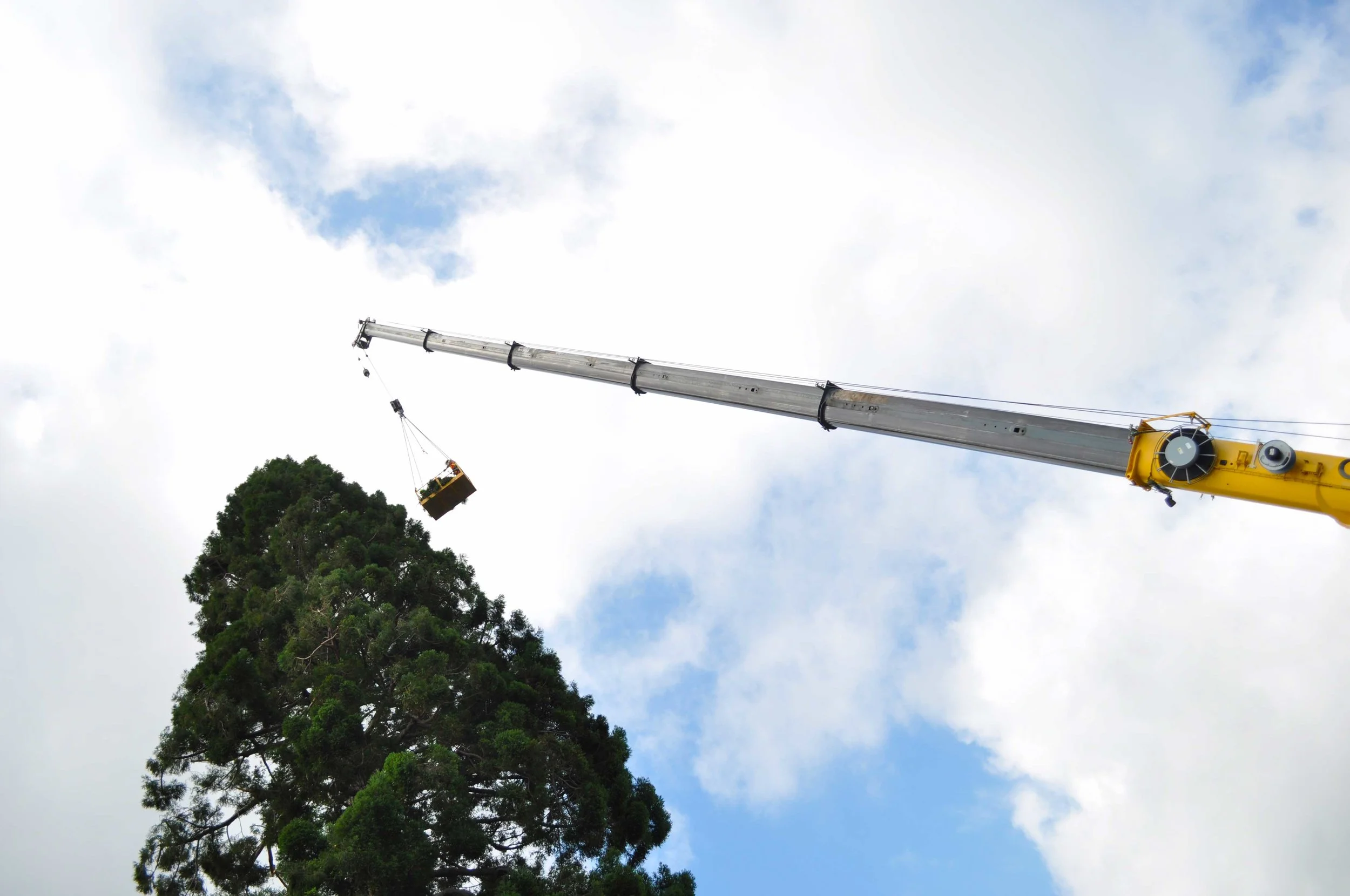 Nelson's heritage trees