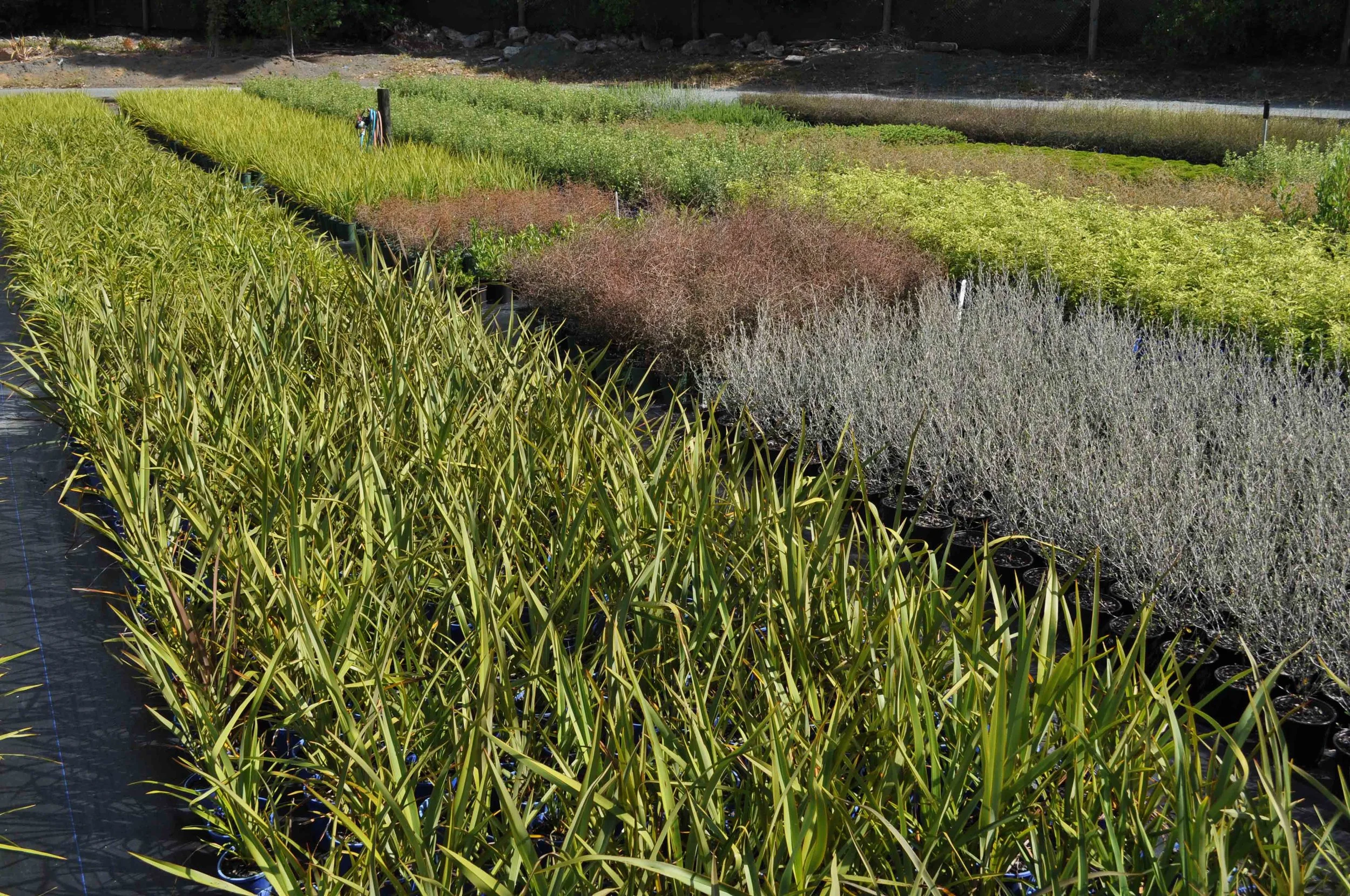 NURSERY FEB 2017 (1).jpg