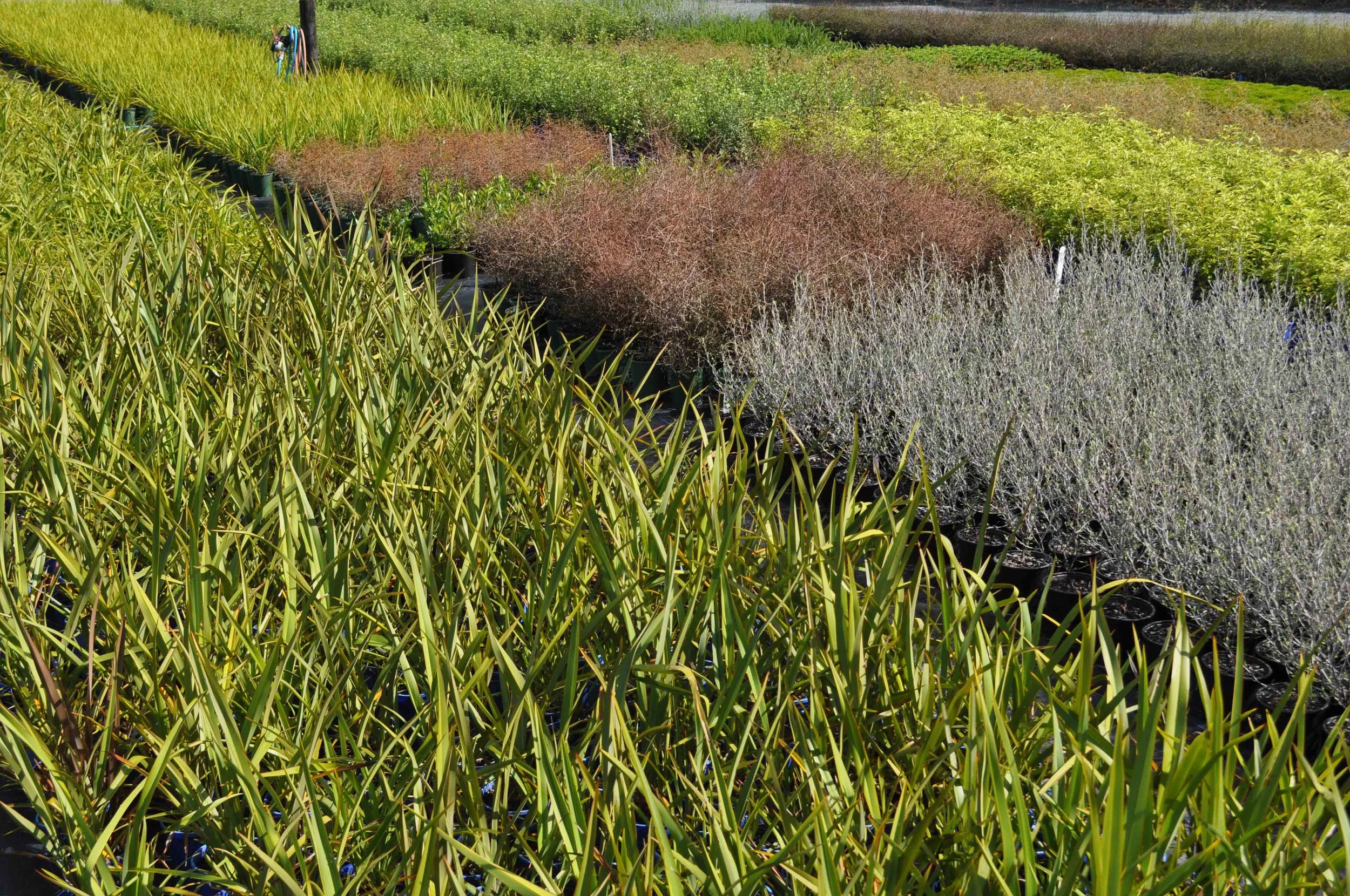 NURSERY FEB 2017 (2).jpg