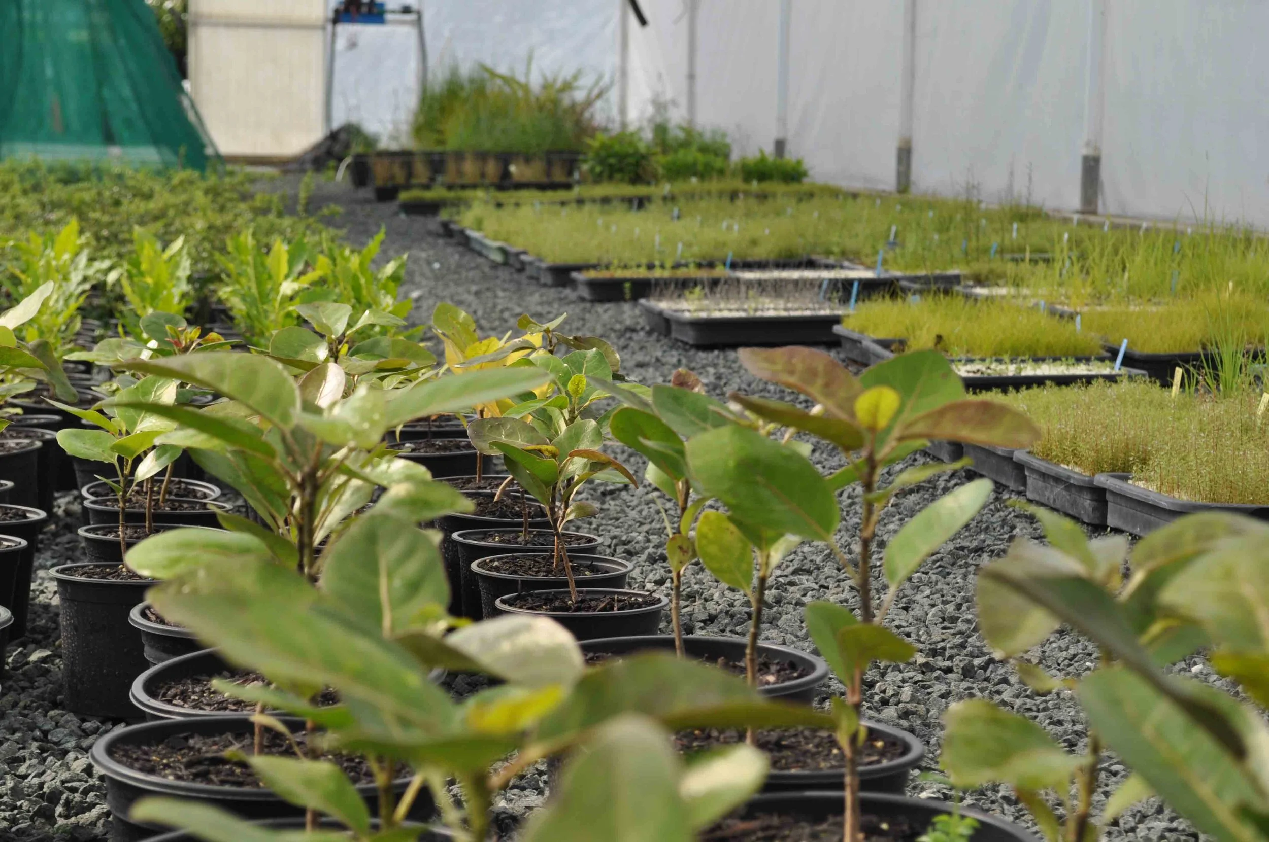 NURSERY FEB 2017 (10).jpg