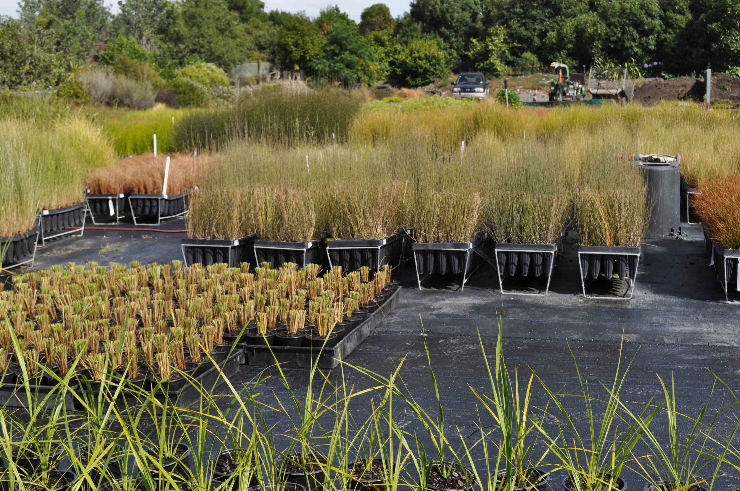 NURSERY FEB 2017 (14).jpg