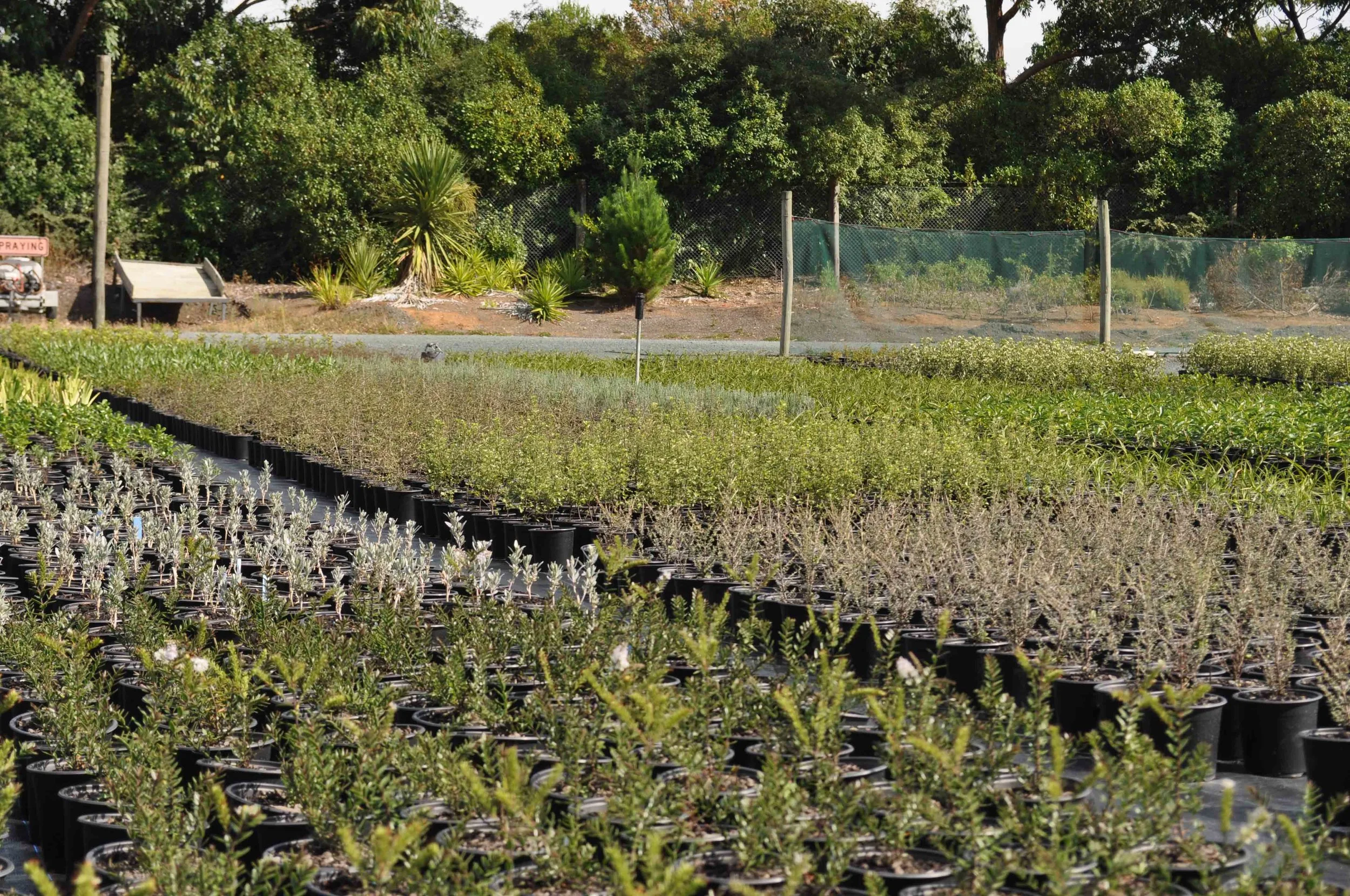 NURSERY FEB 2017 (33).jpg