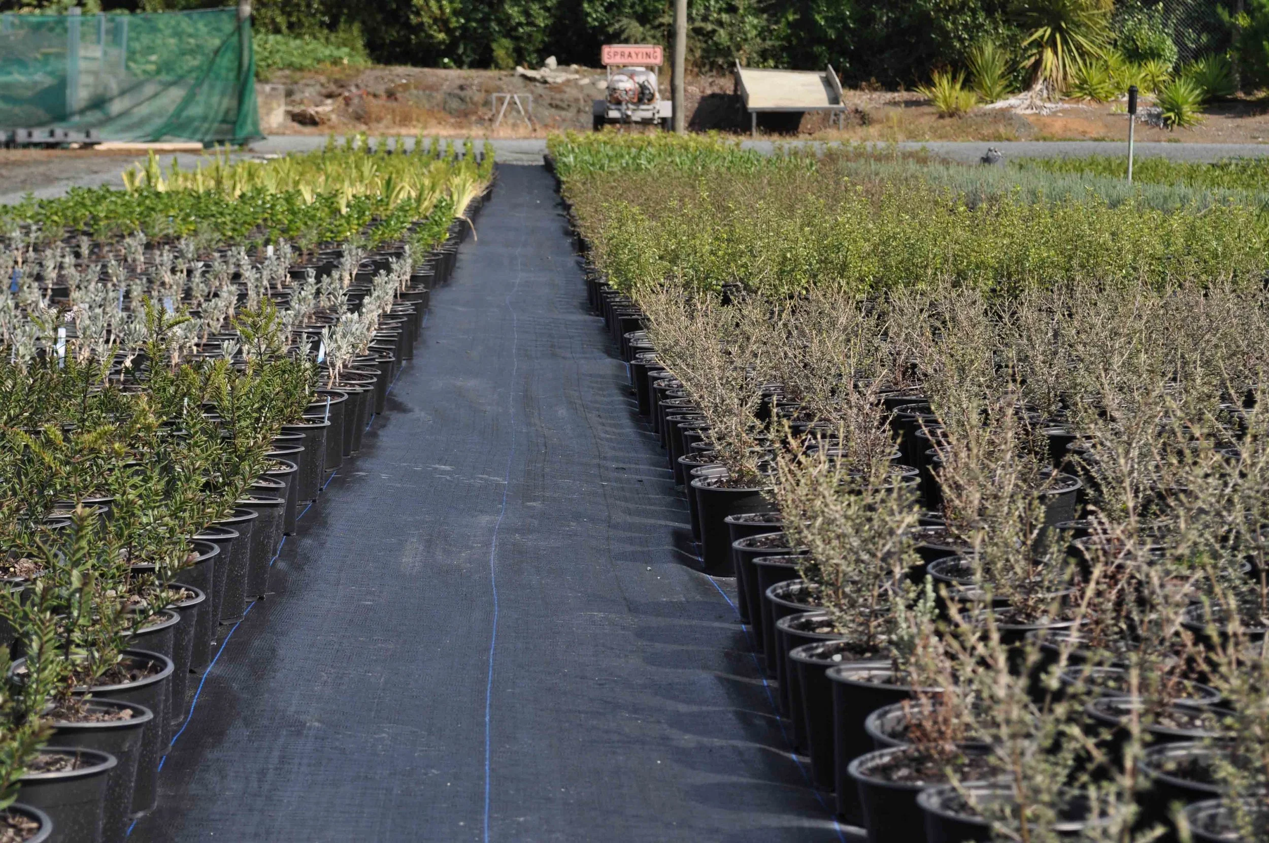 NURSERY FEB 2017 (38).jpg