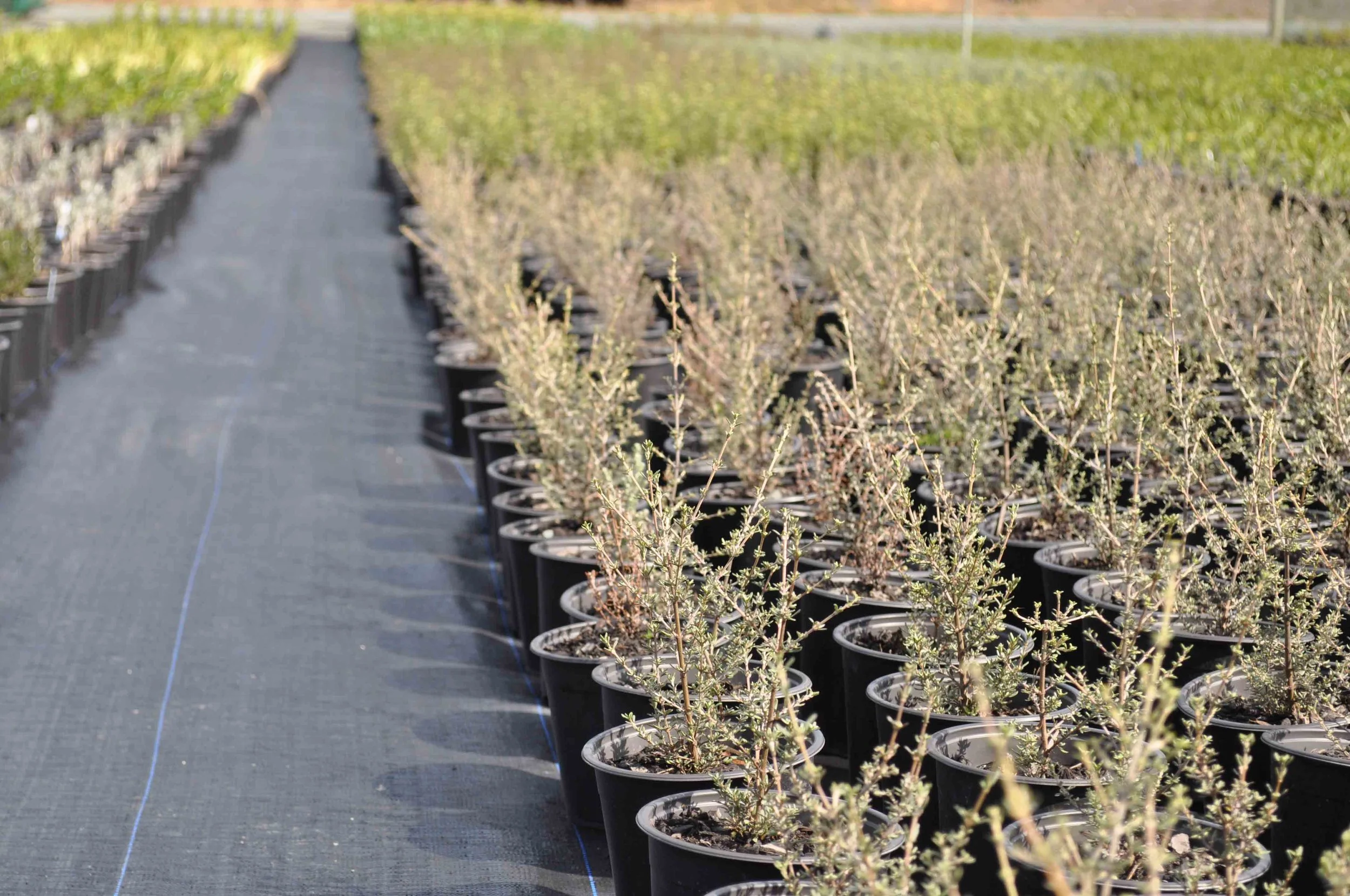 NURSERY FEB 2017 (40).jpg