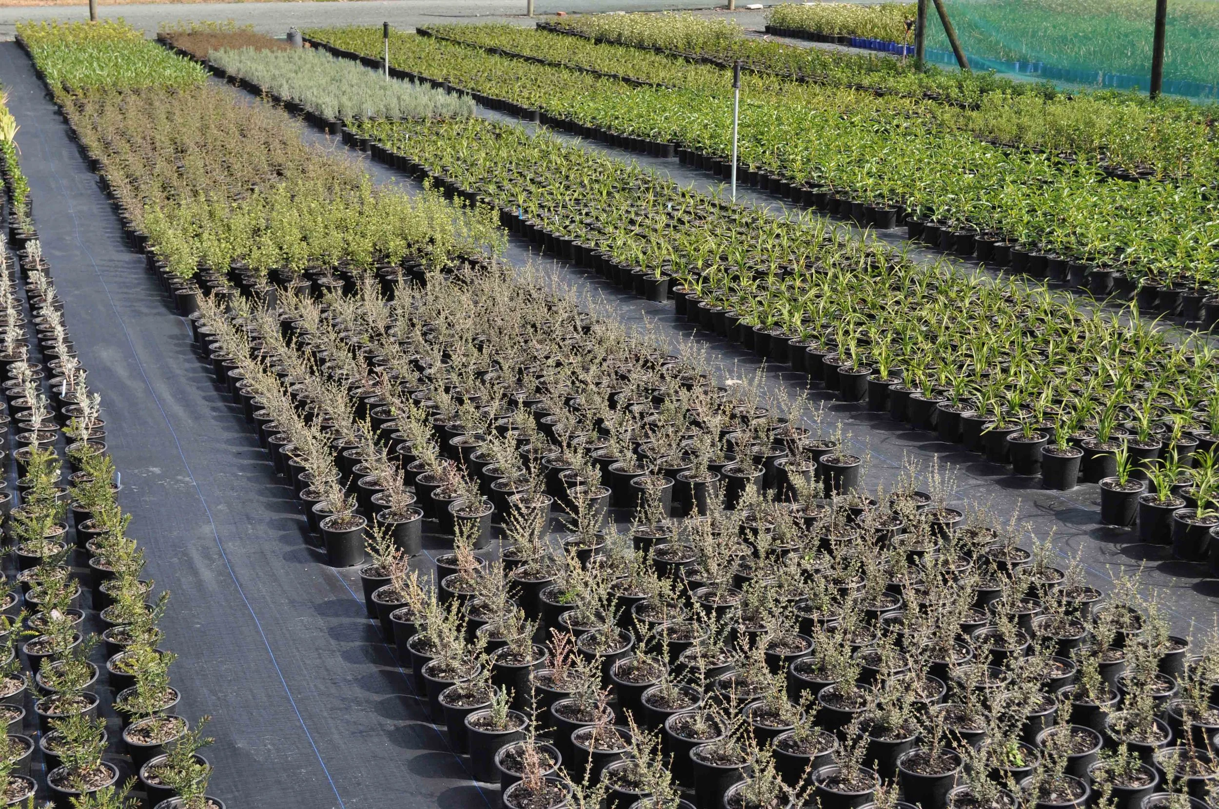 NURSERY FEB 2017 (44).jpg