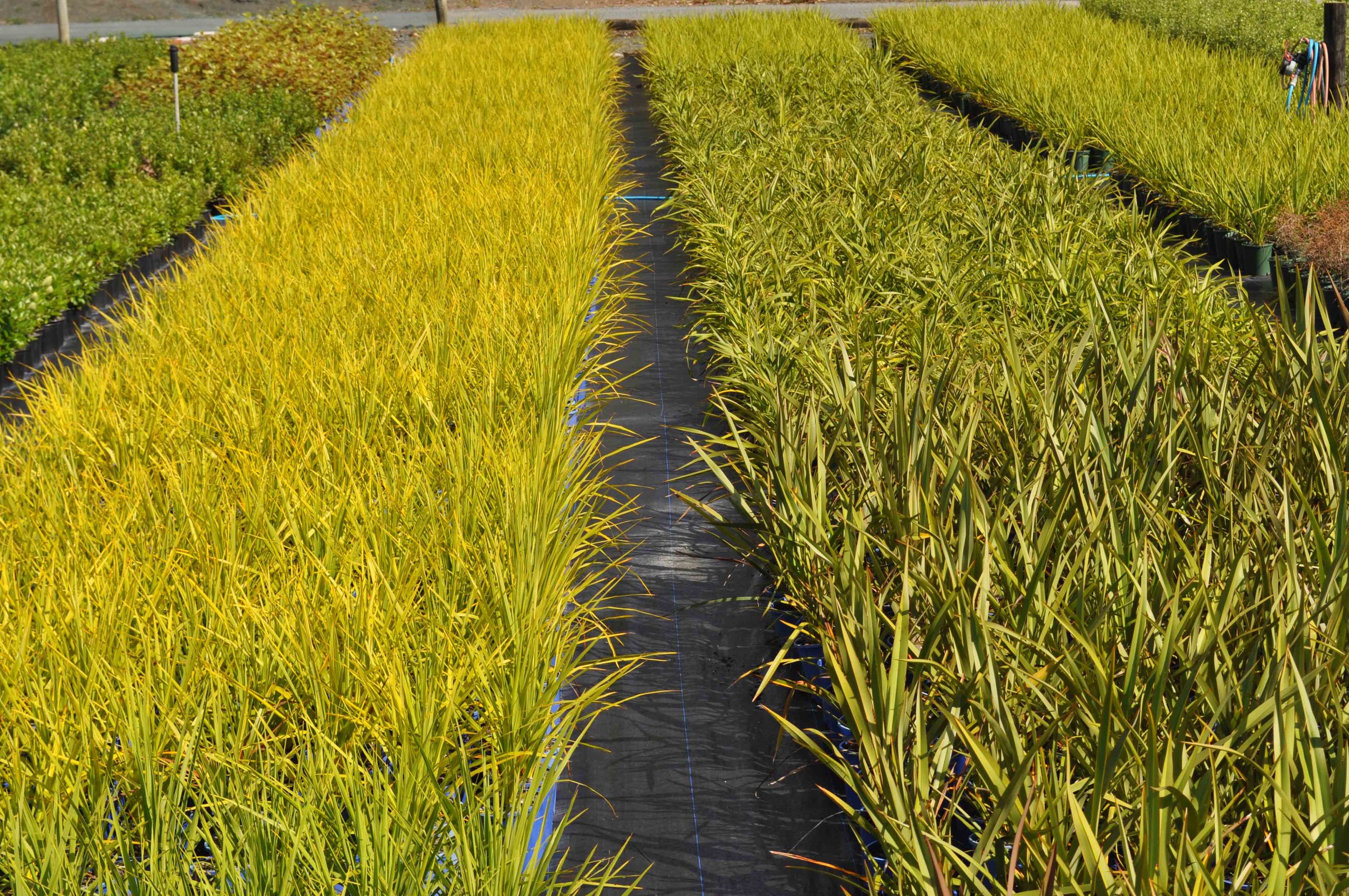 NURSERY FEB 2017 (64).jpg