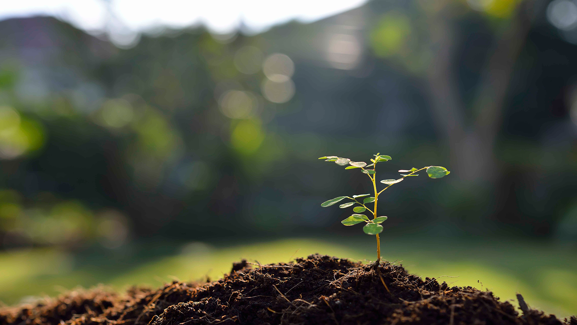 NELMAC_0 (6)_1920.jpg.png