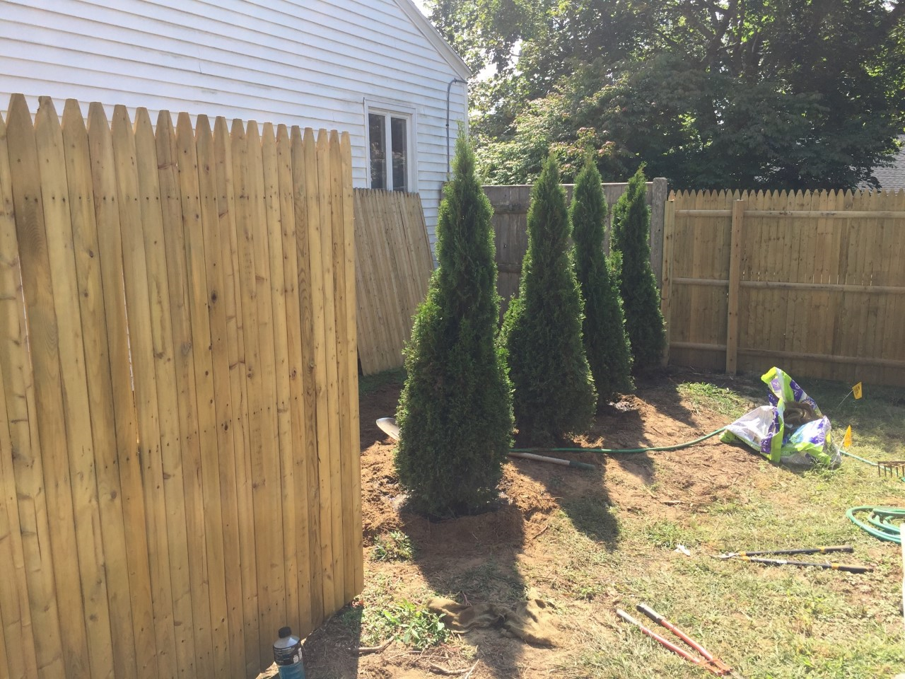 arborvitaes.webp