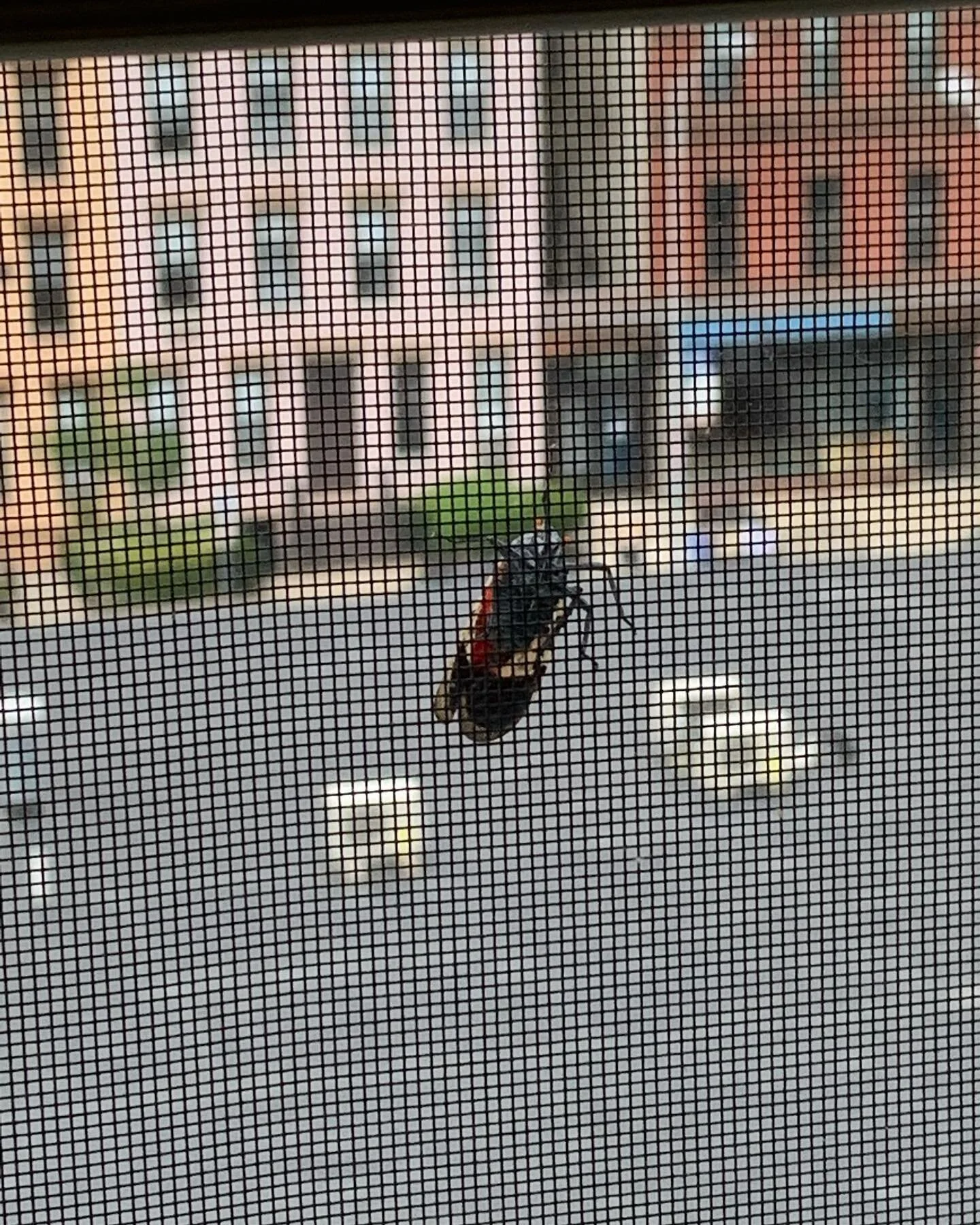 Dreaded Spotted Lanternfly has reached Hoboken.