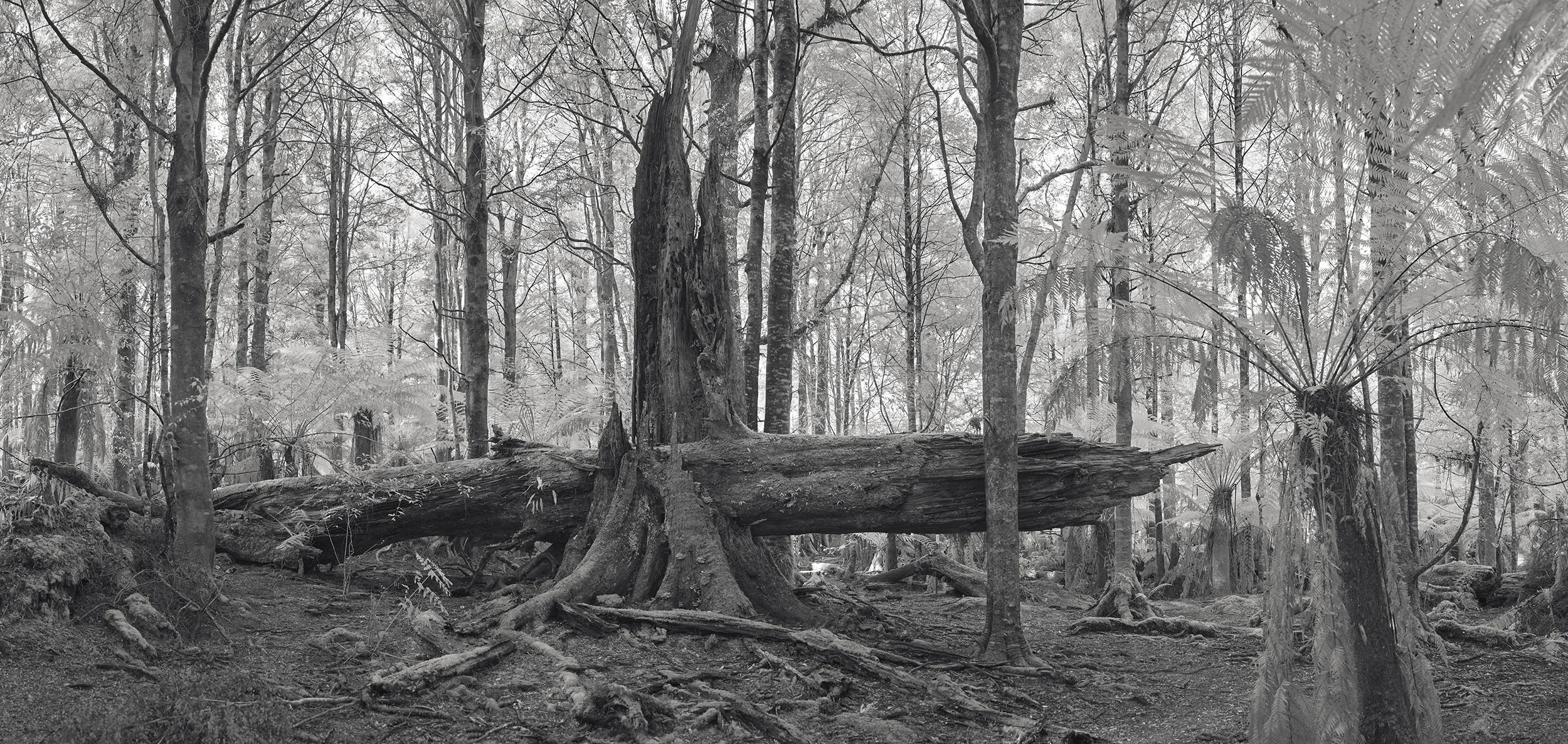 Split Fall 2 with lightening.jpg