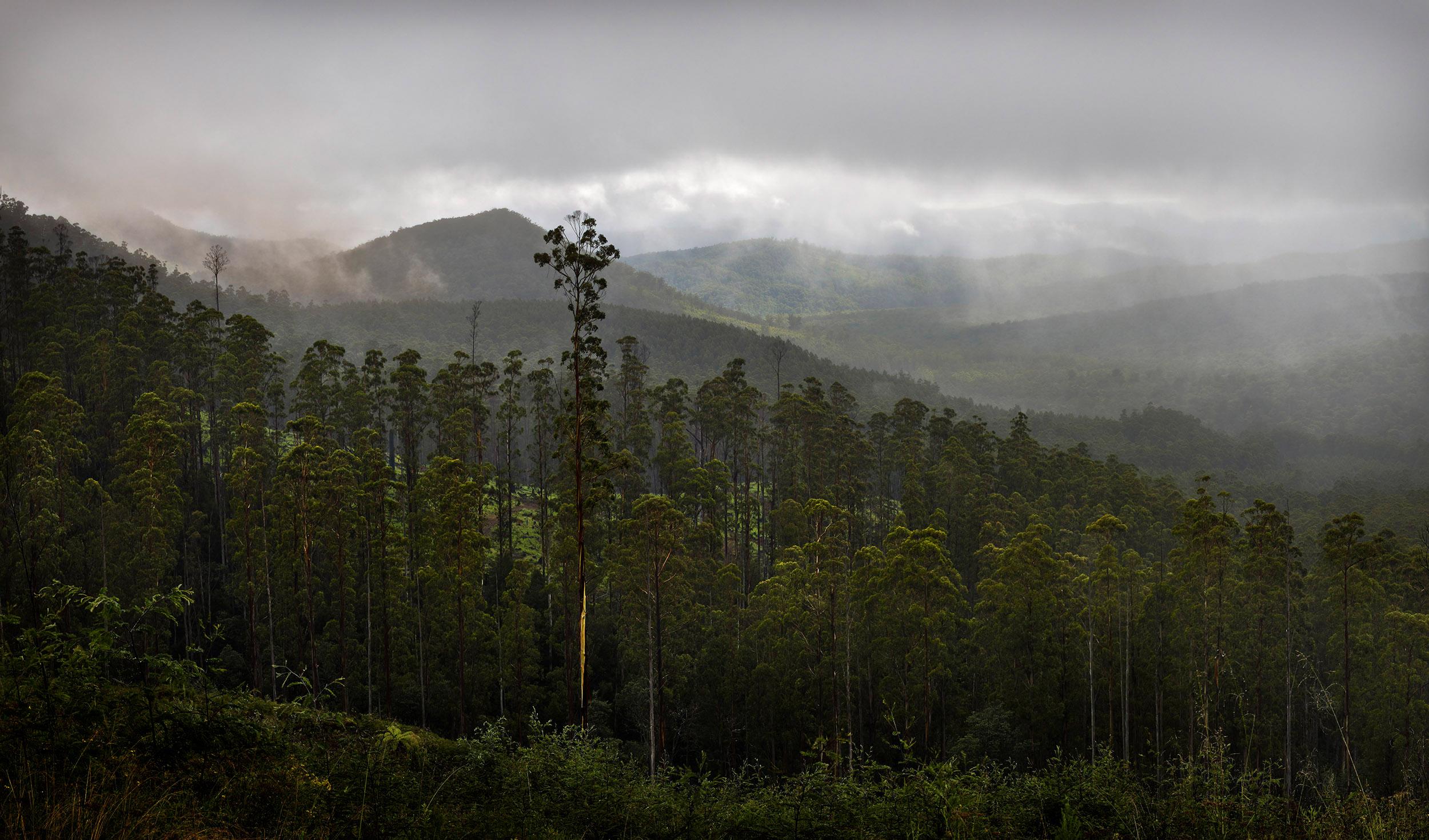Mountain Ash Forest View with smoke Hero.jpg