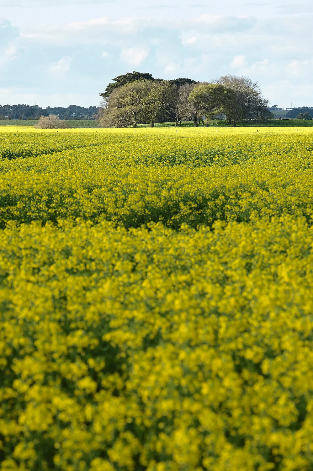 Brae Landscape COL_9614 1500.jpg