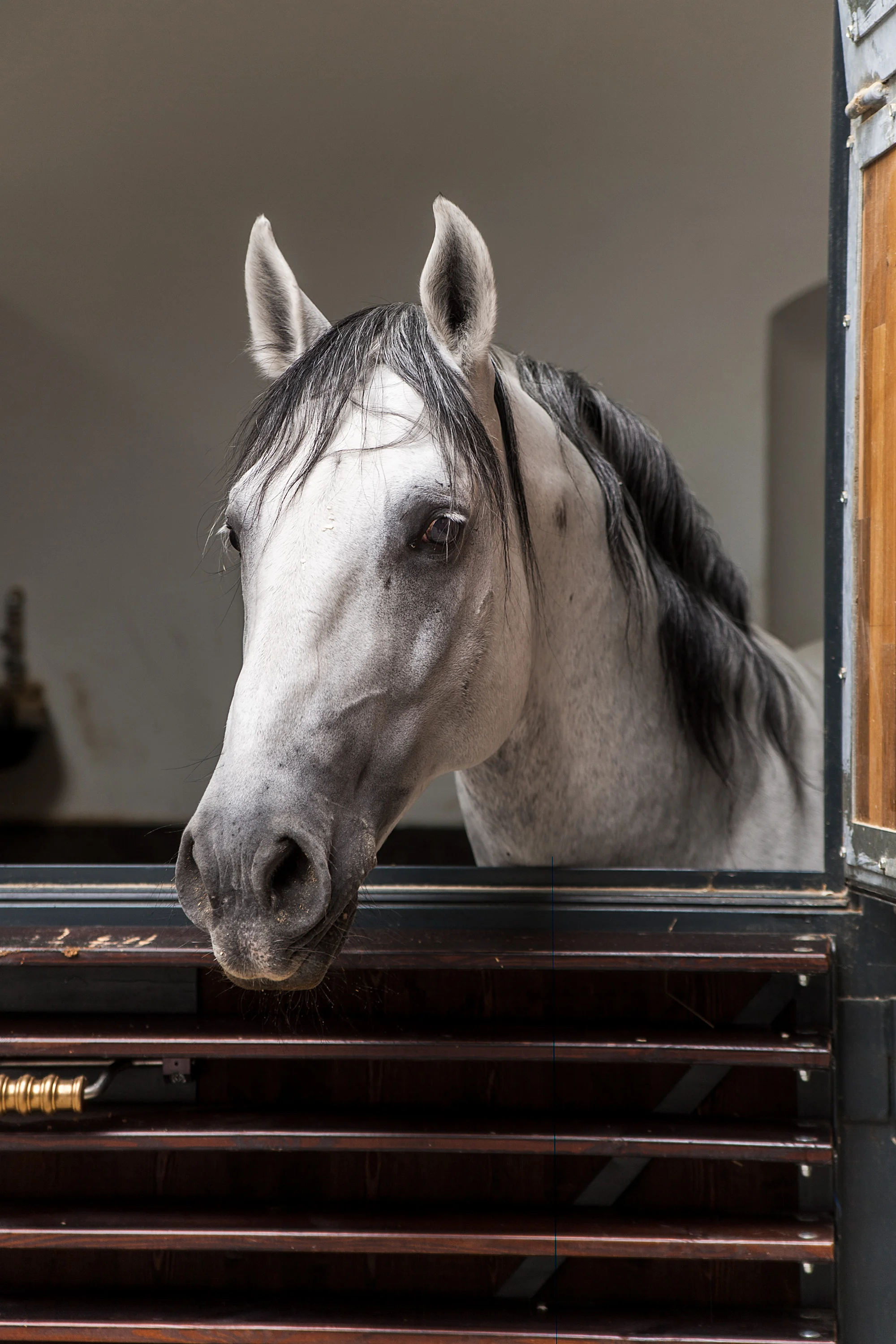 Spanish Riding School_WS5F9407.jpg