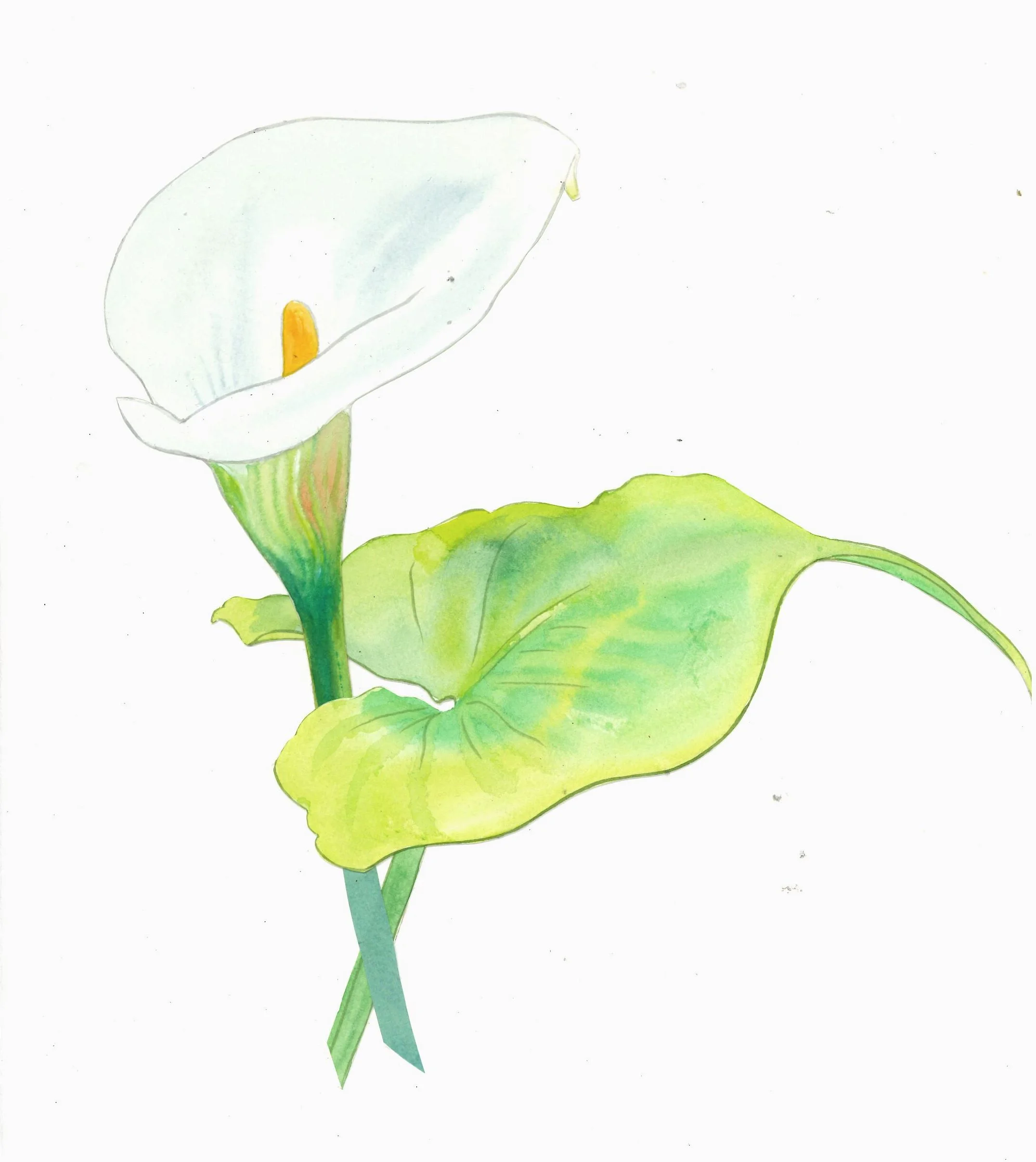 Lily Detail