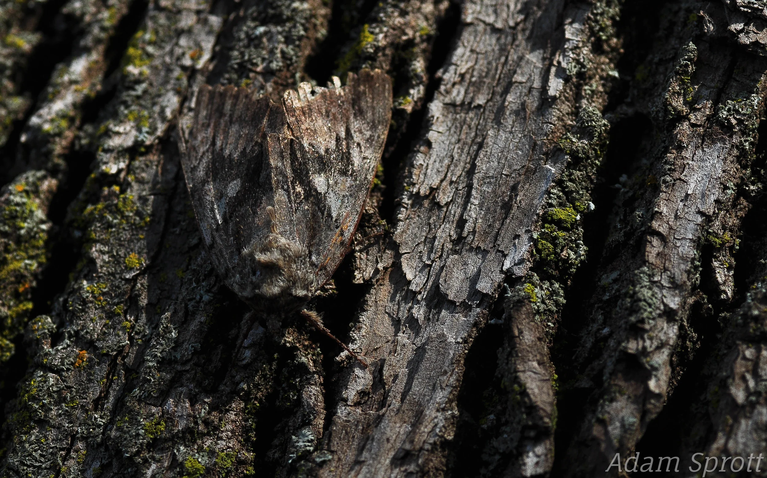 5.6 Lepidoptera 1 - Confused Woodgrain (Morrisonia confusa).jpg