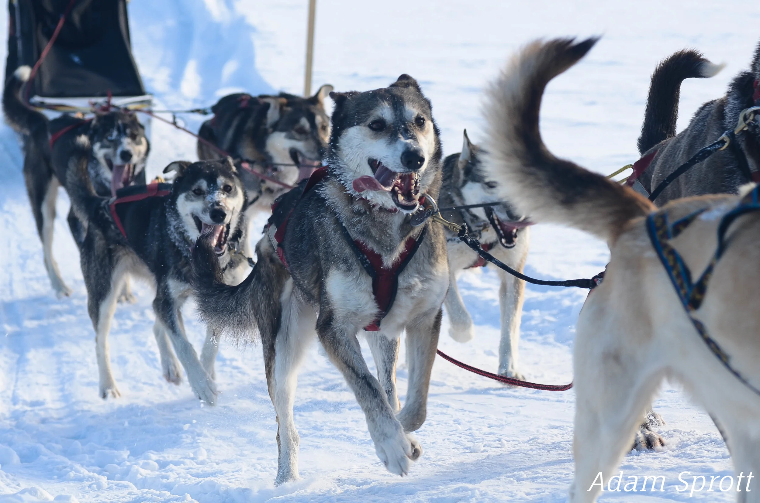 Silver Sled.jpg
