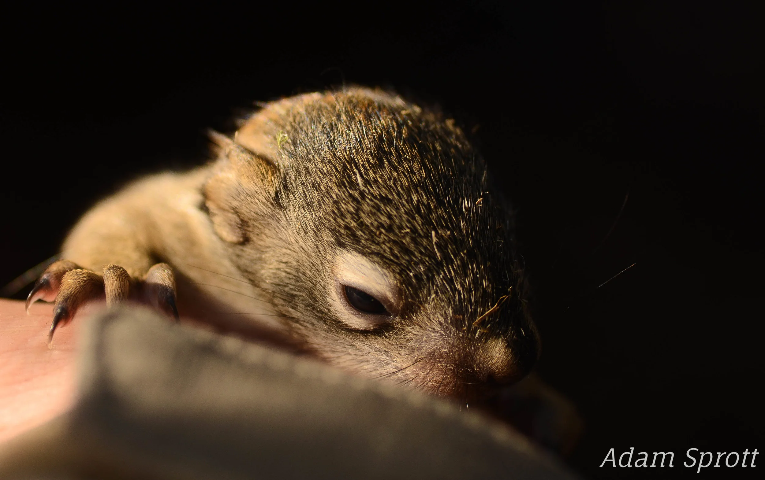 Tamiasciurus hudsonicus.jpg
