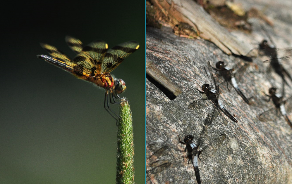 odonata2.PNG
