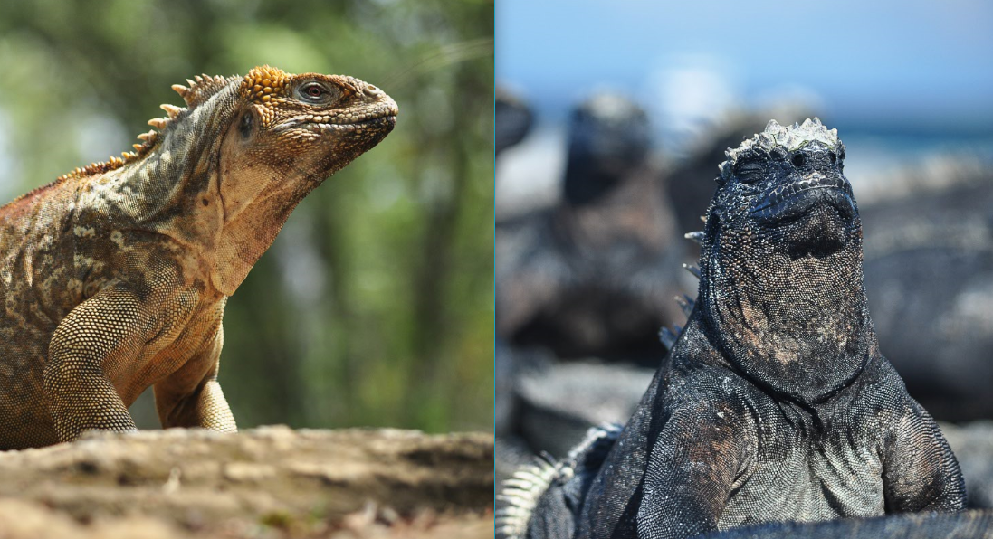 iguana2.PNG