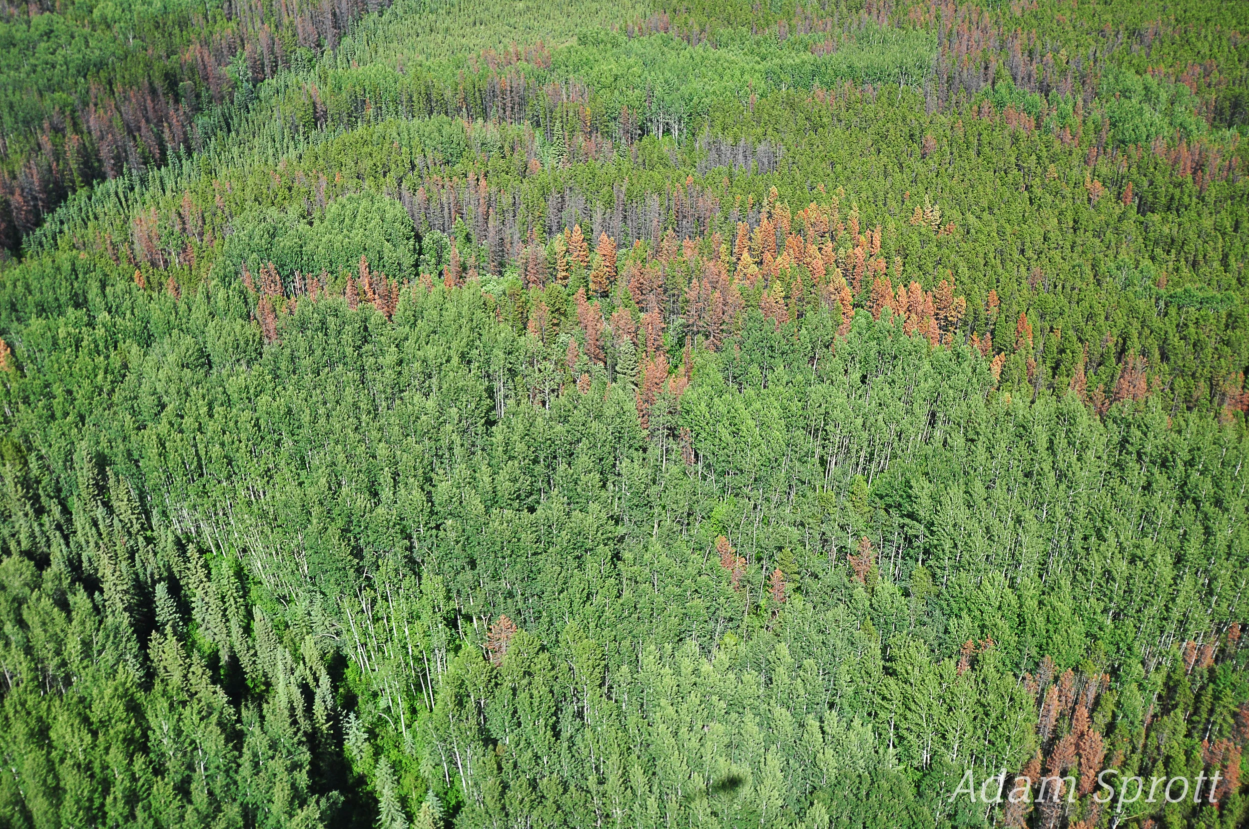 20 Alberta 1 - MPB Attack.jpg