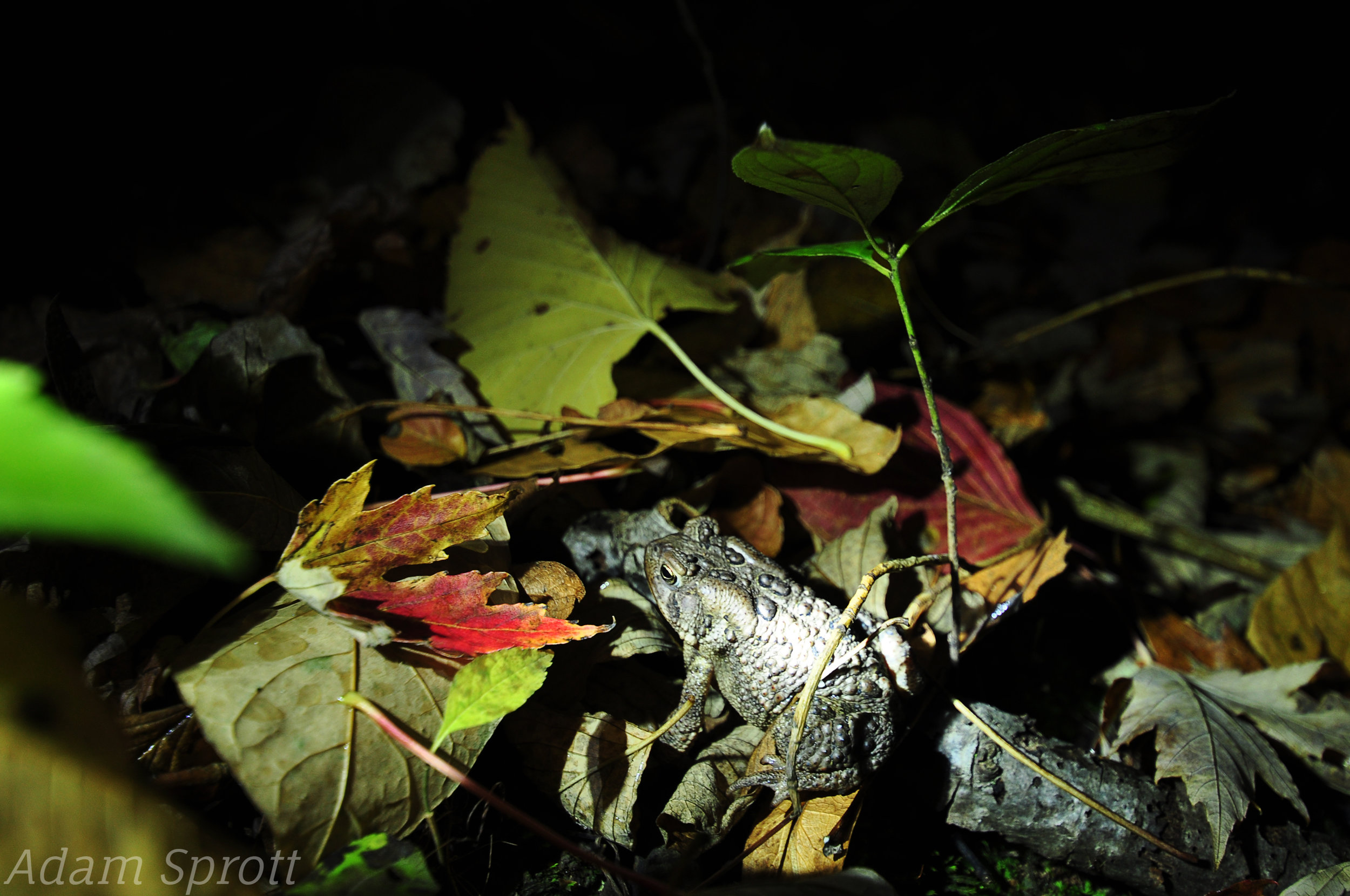 American Toad - Anaxyrus americanus.jpg