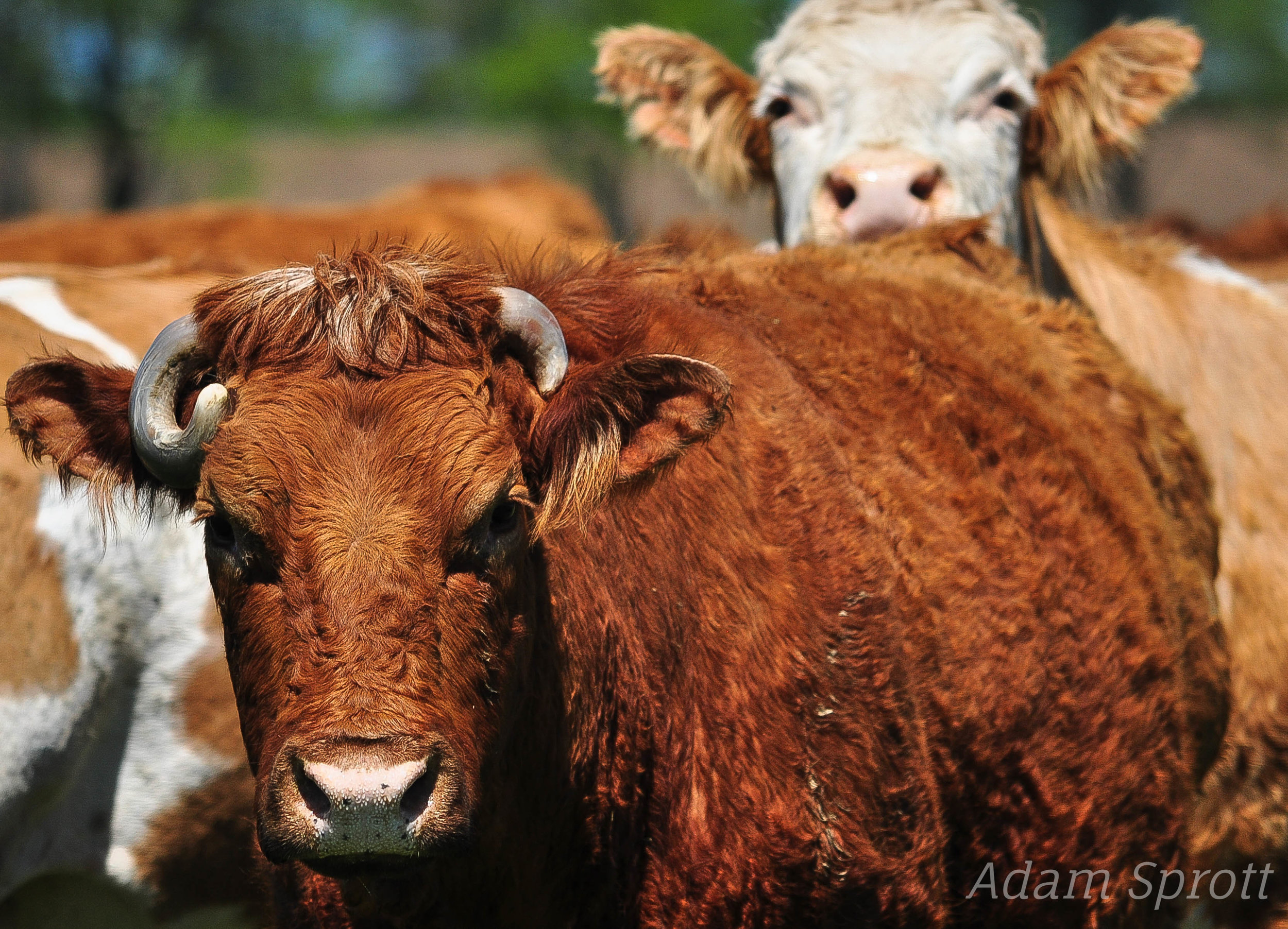 Bos taurus - Simental, Charolais, Limosine Cross (1).jpg